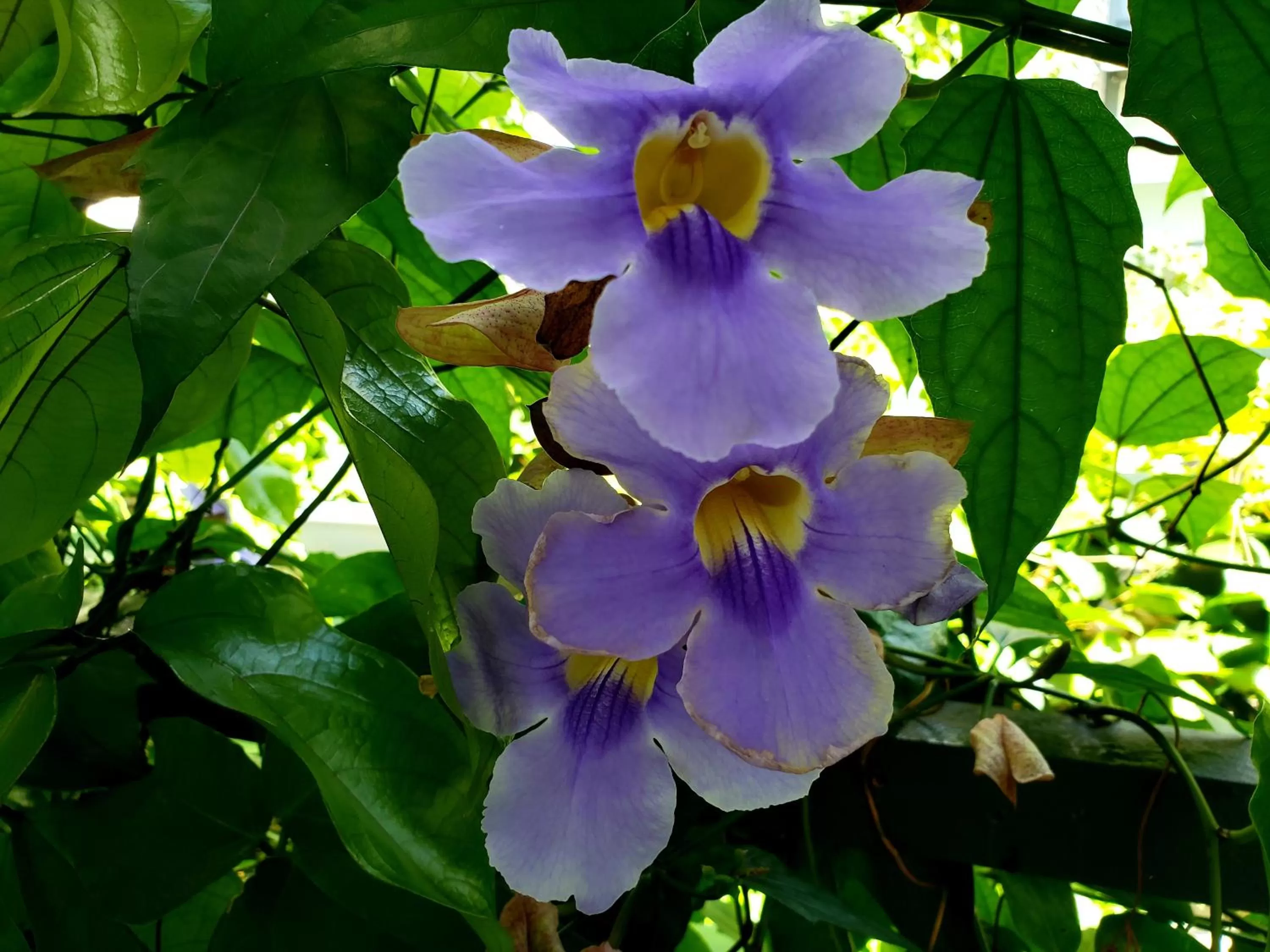 Garden in Cando Living Apartments in Central Avenue