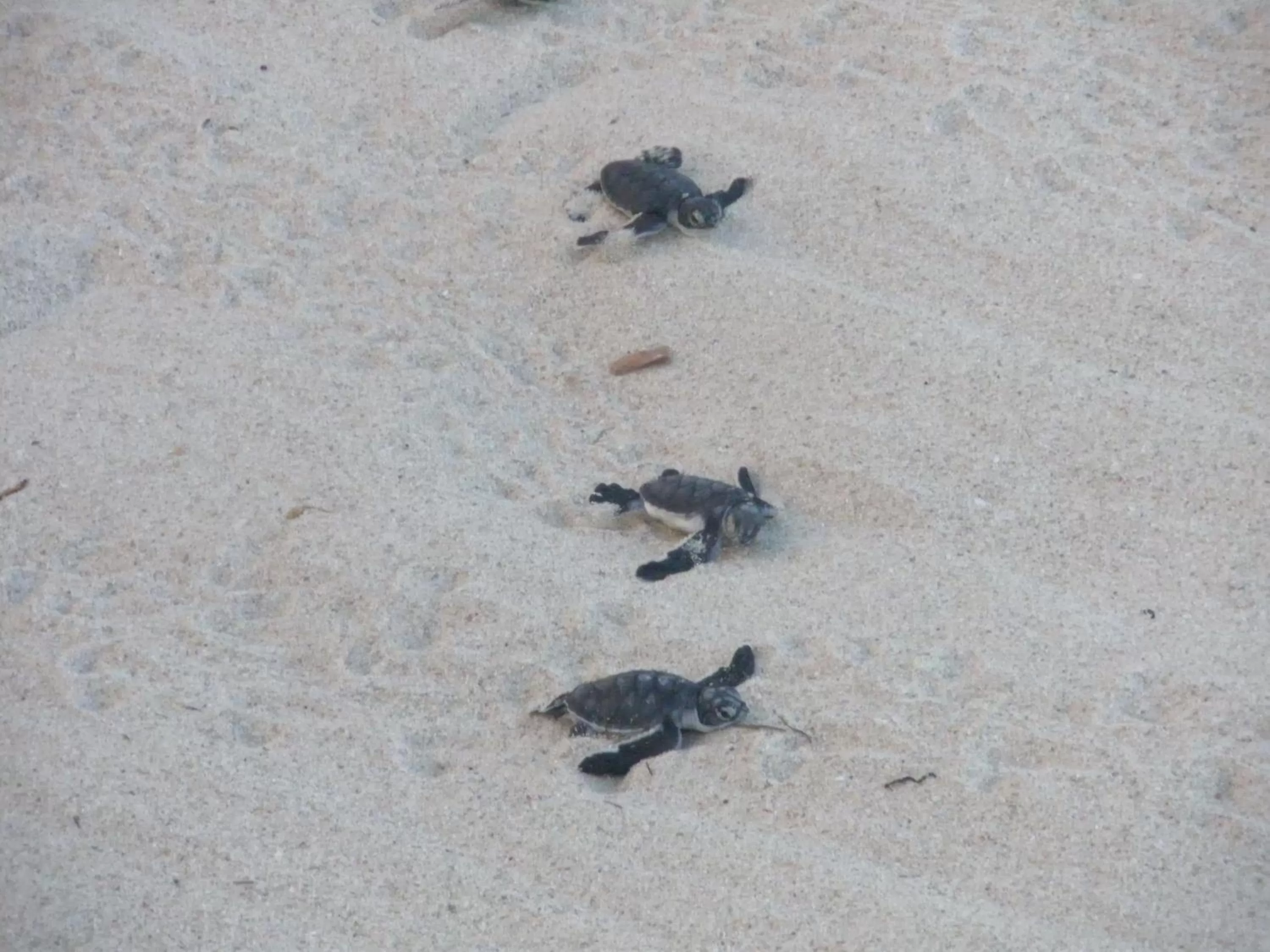 The Beach Crab Resort