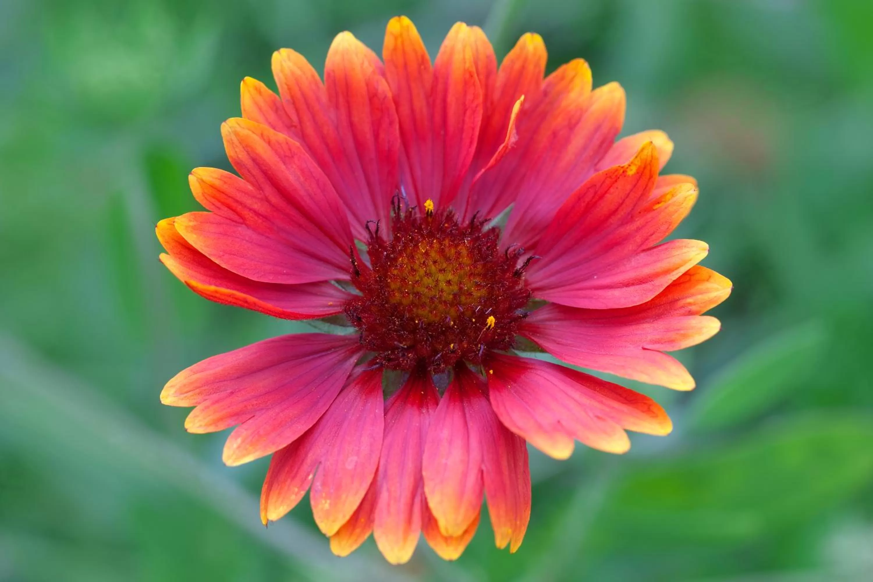 Facade/entrance in Hotel Residence La Rosa