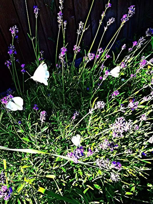 Balcony/Terrace in Woodstock B&B & Studio Apartments