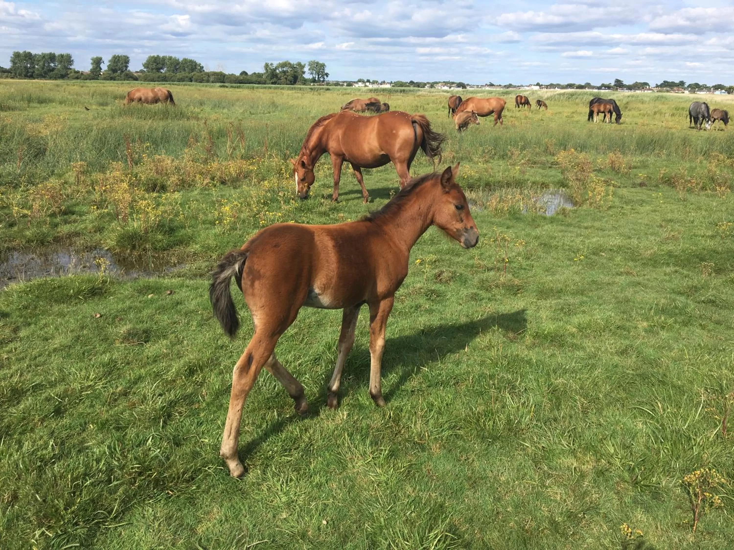 Animals in Bub Lane Cottage