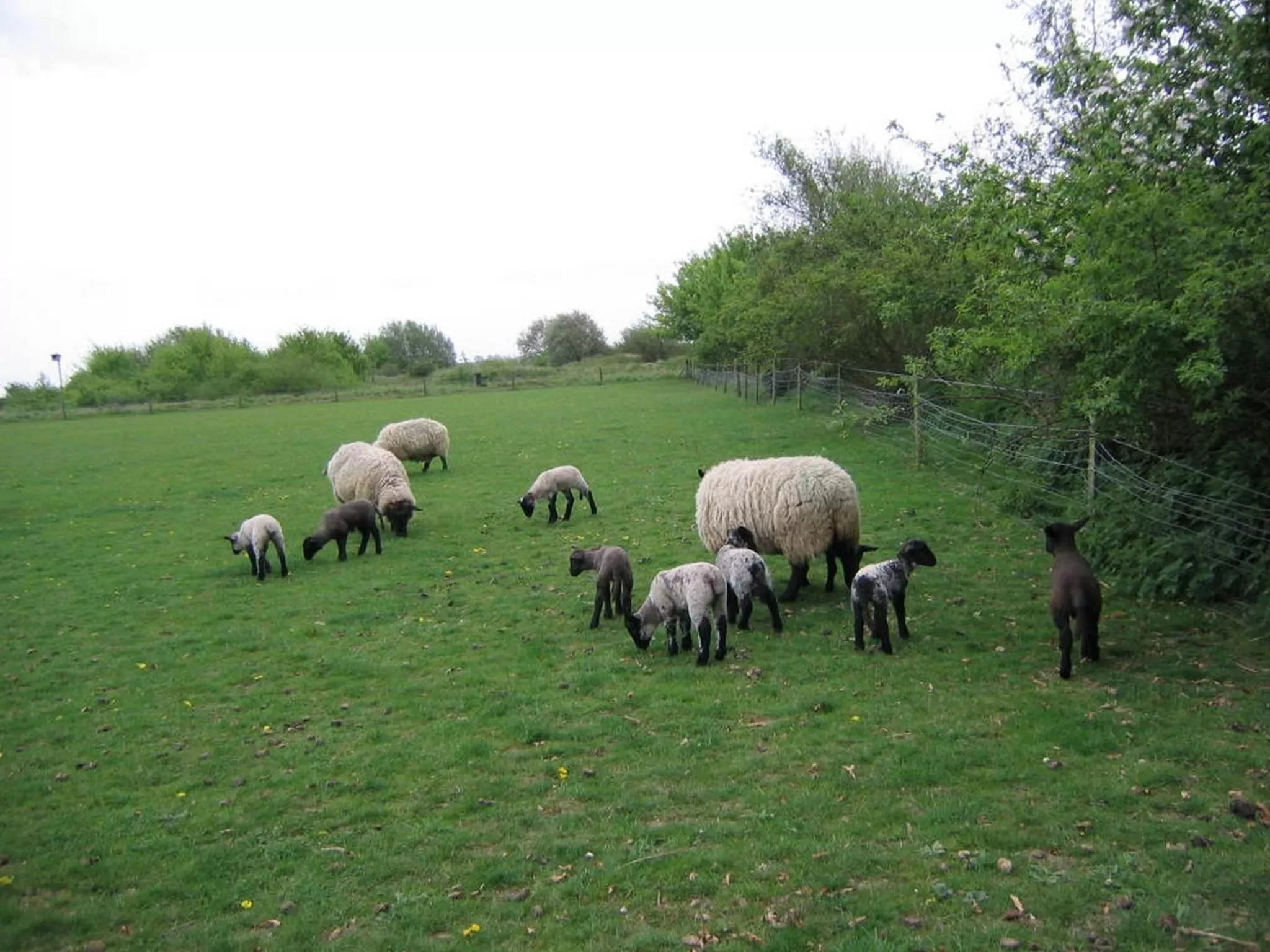 Garden in Pointers Guest House