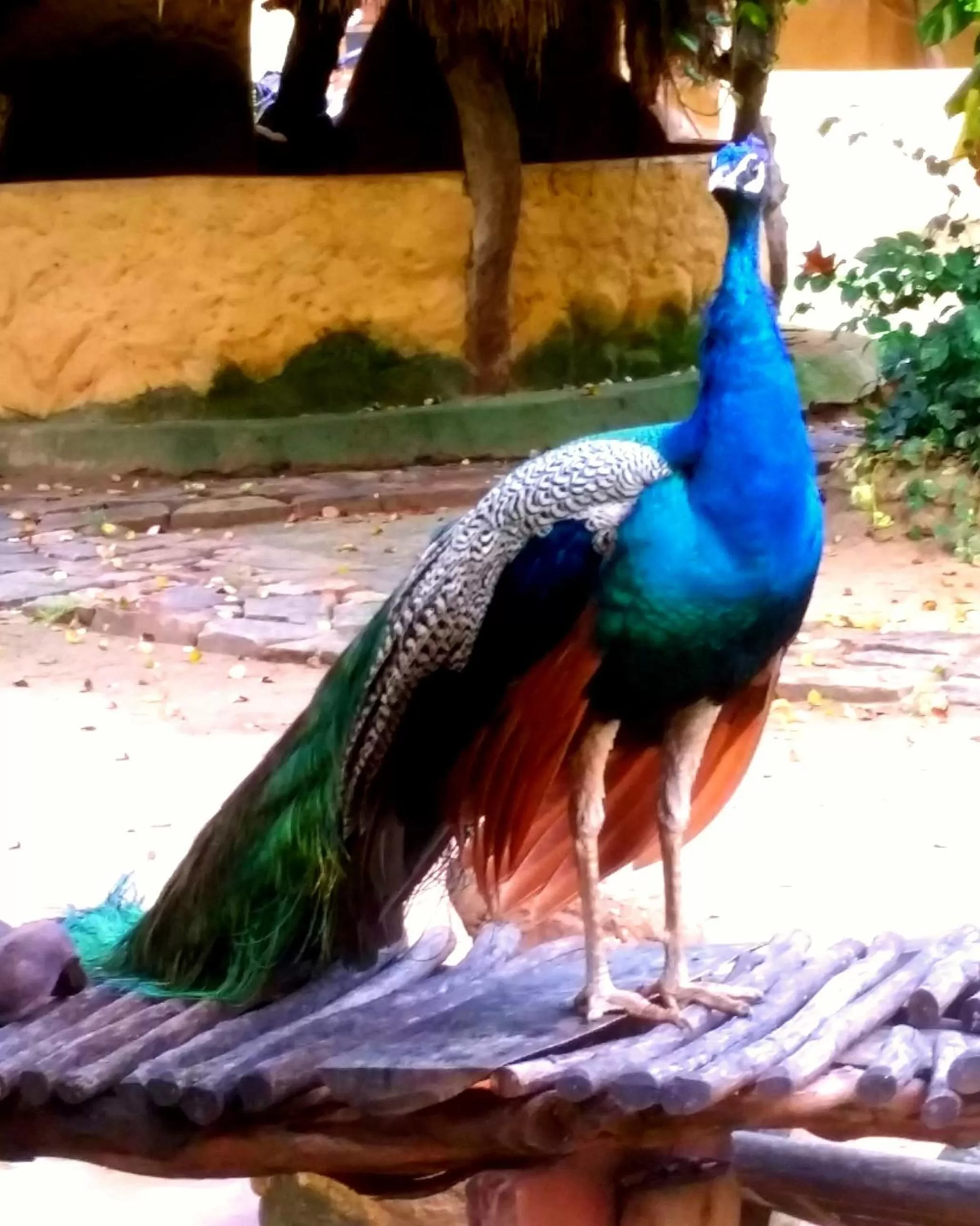 Other Animals in Jungle river humbhaha hostel