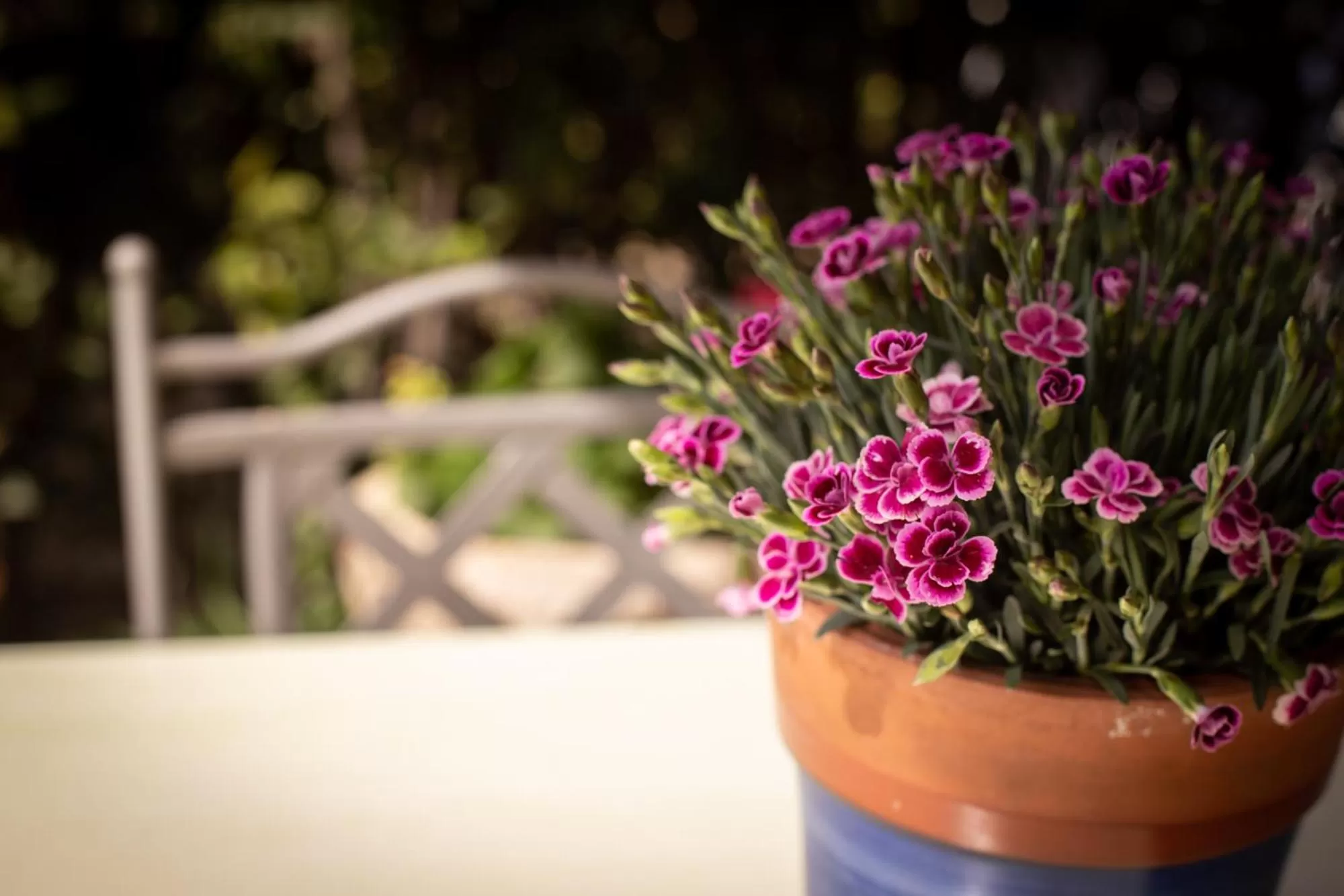 Garden in Hotel Mas 1670 - Adults Only