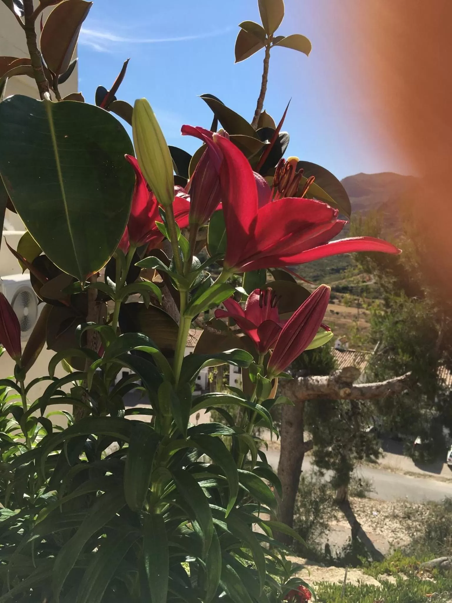 Garden in Apartamento rural Casa Medico