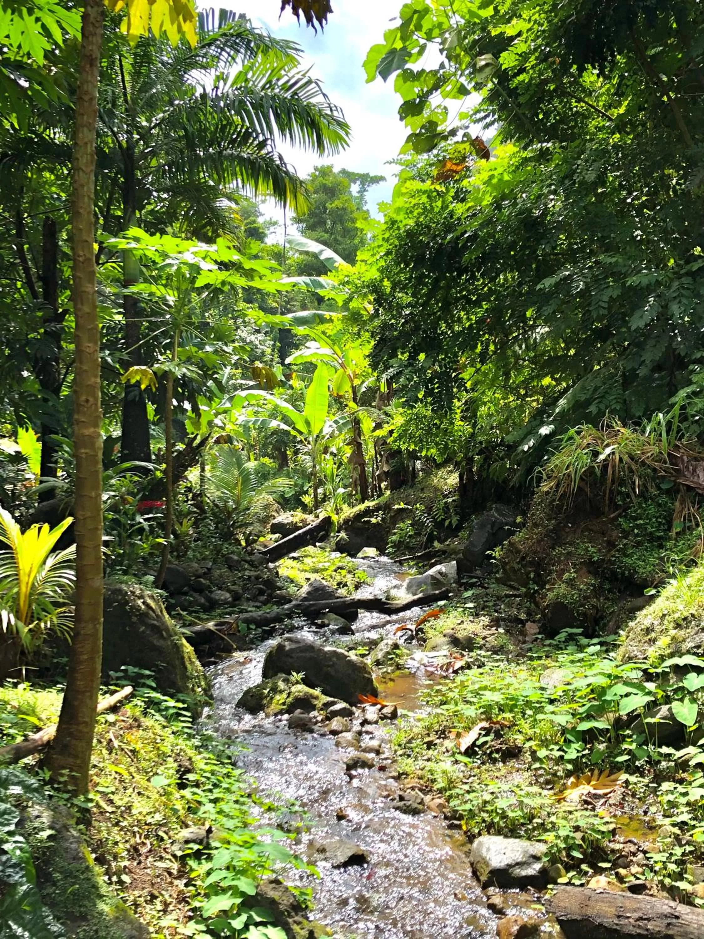 Garden in Cocoa Cottage