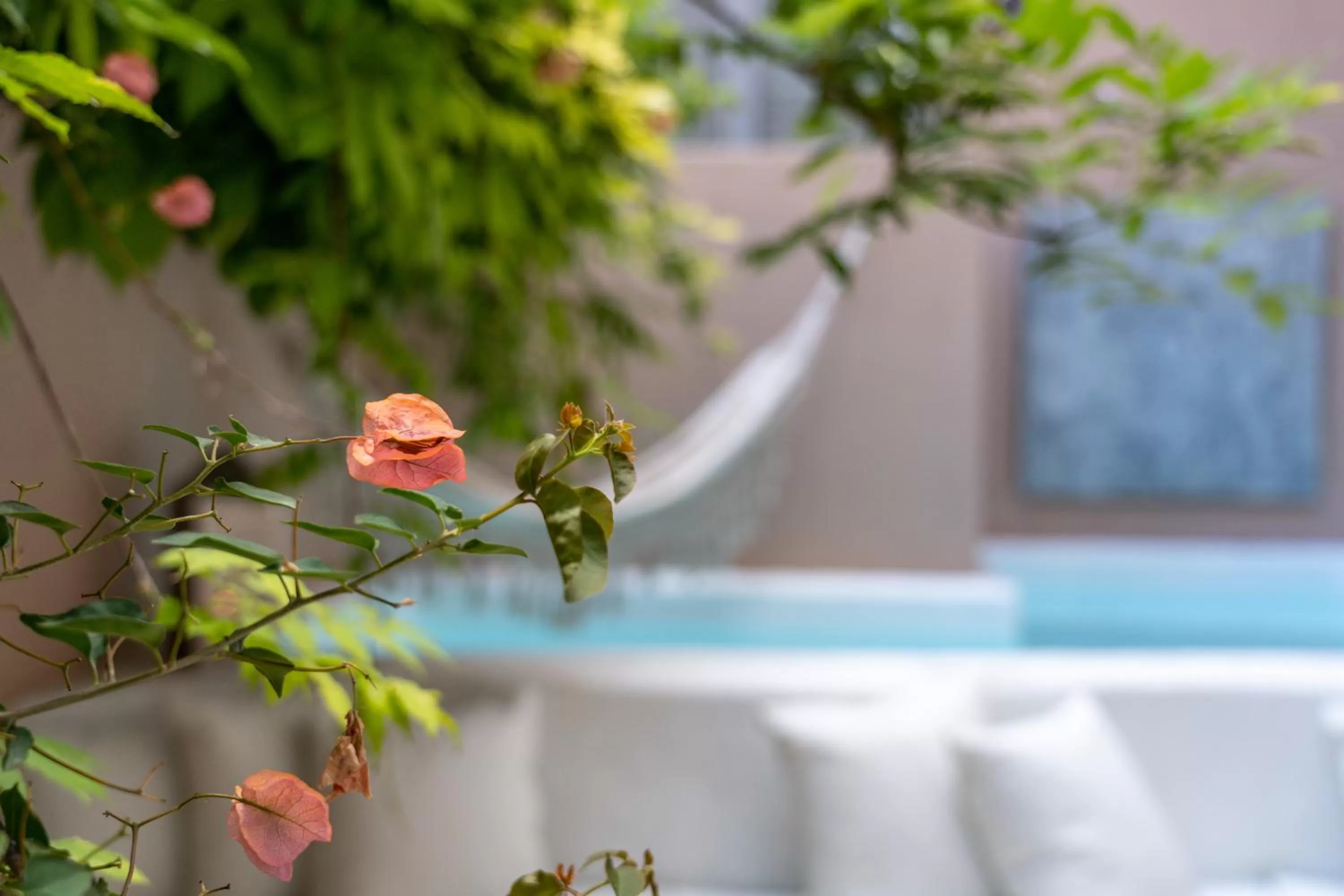 Garden in Garam Lisboa