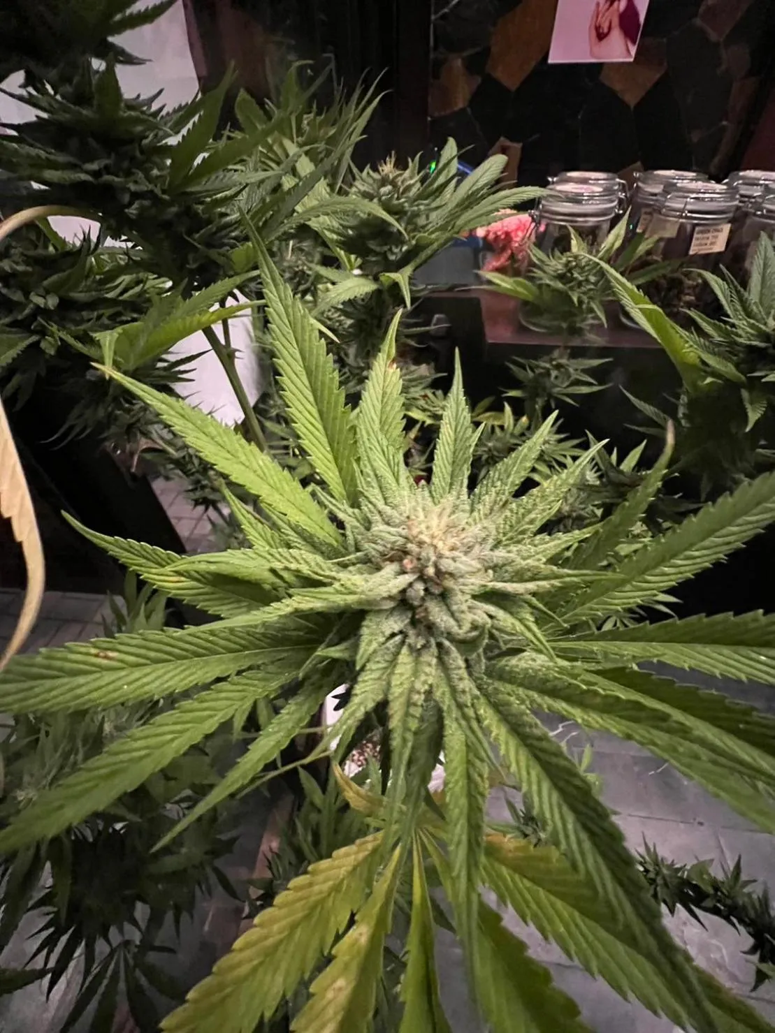 Decorative detail in Blue Dream Guesthouse