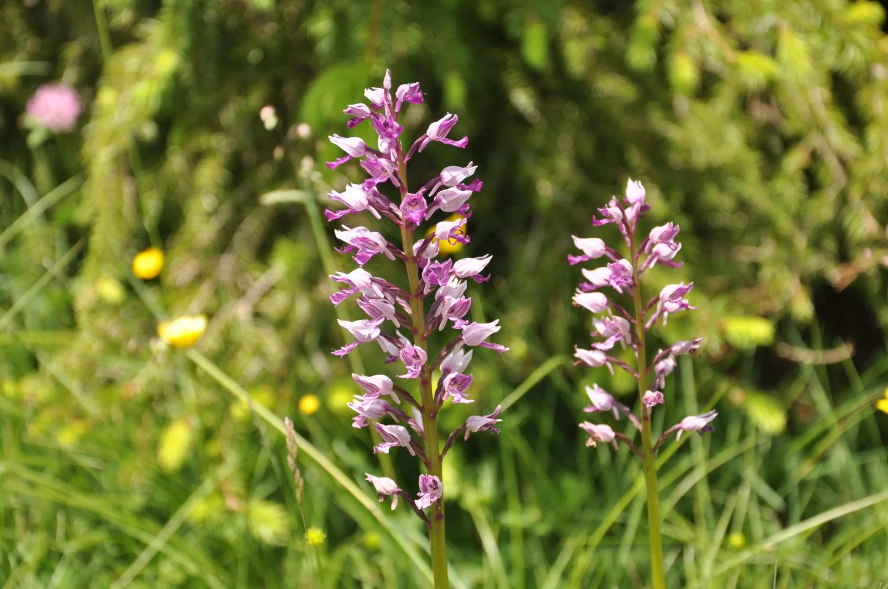 Area and facilities in Hotel Haus Orchideental Jena