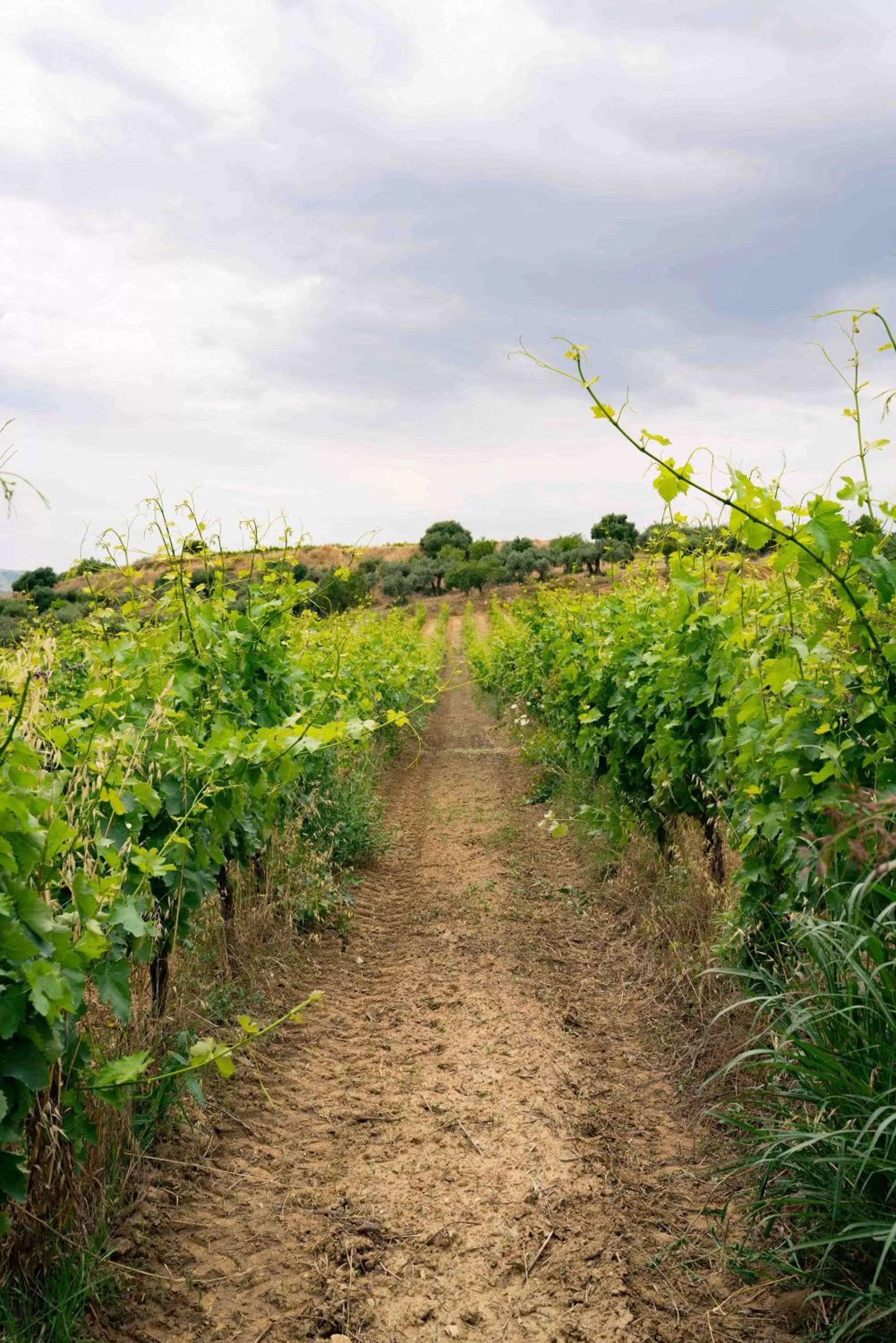 Natural Landscape in Judeka Agriresort