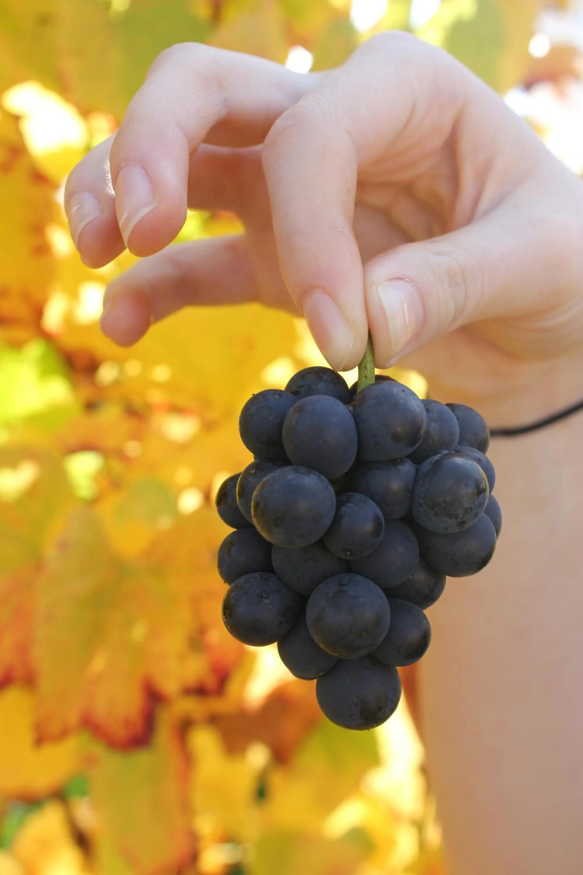 View (from property/room) in Gisborne Peak Winery Short Term Stays