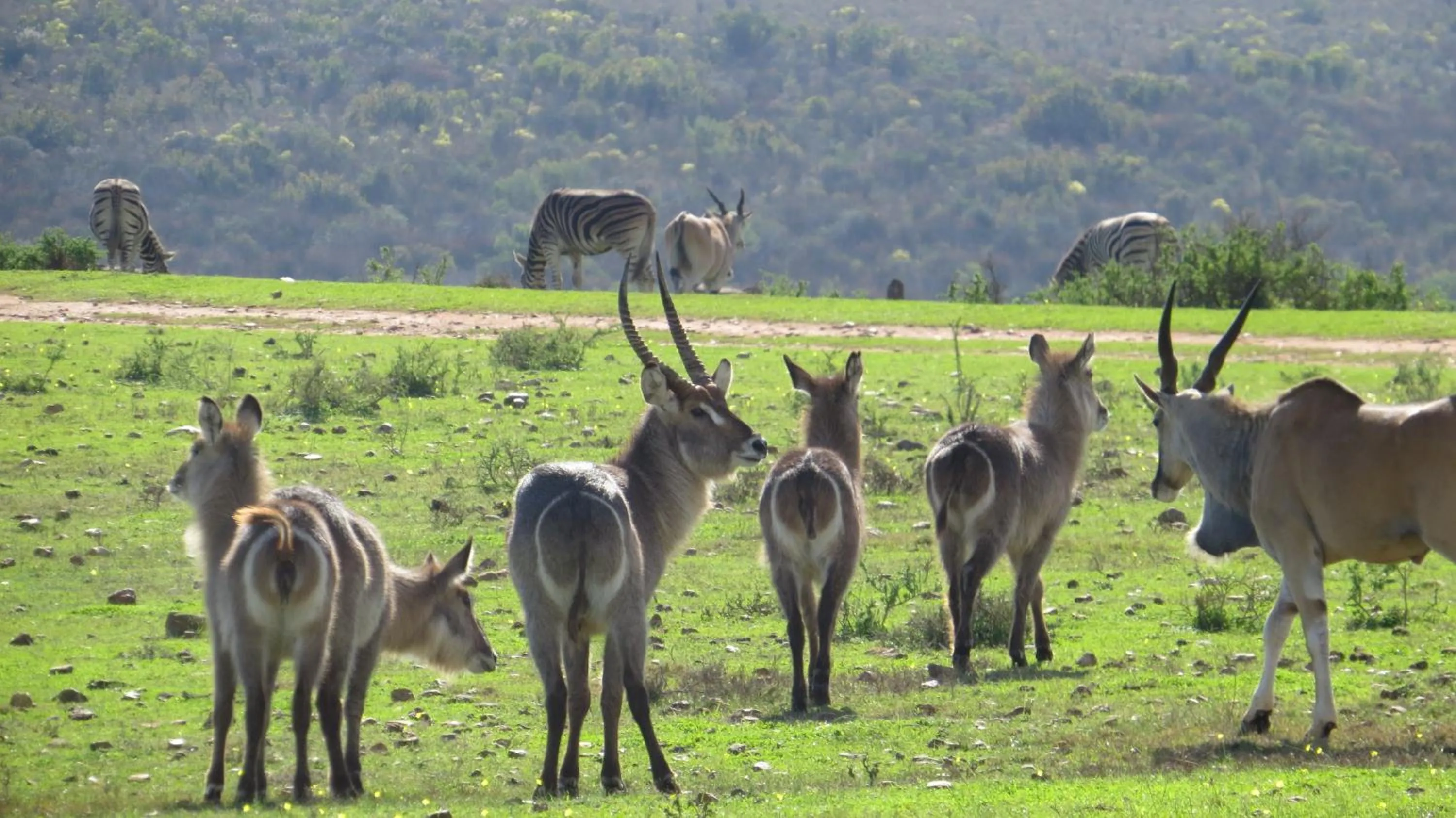 Day in Garden Route Game Lodge