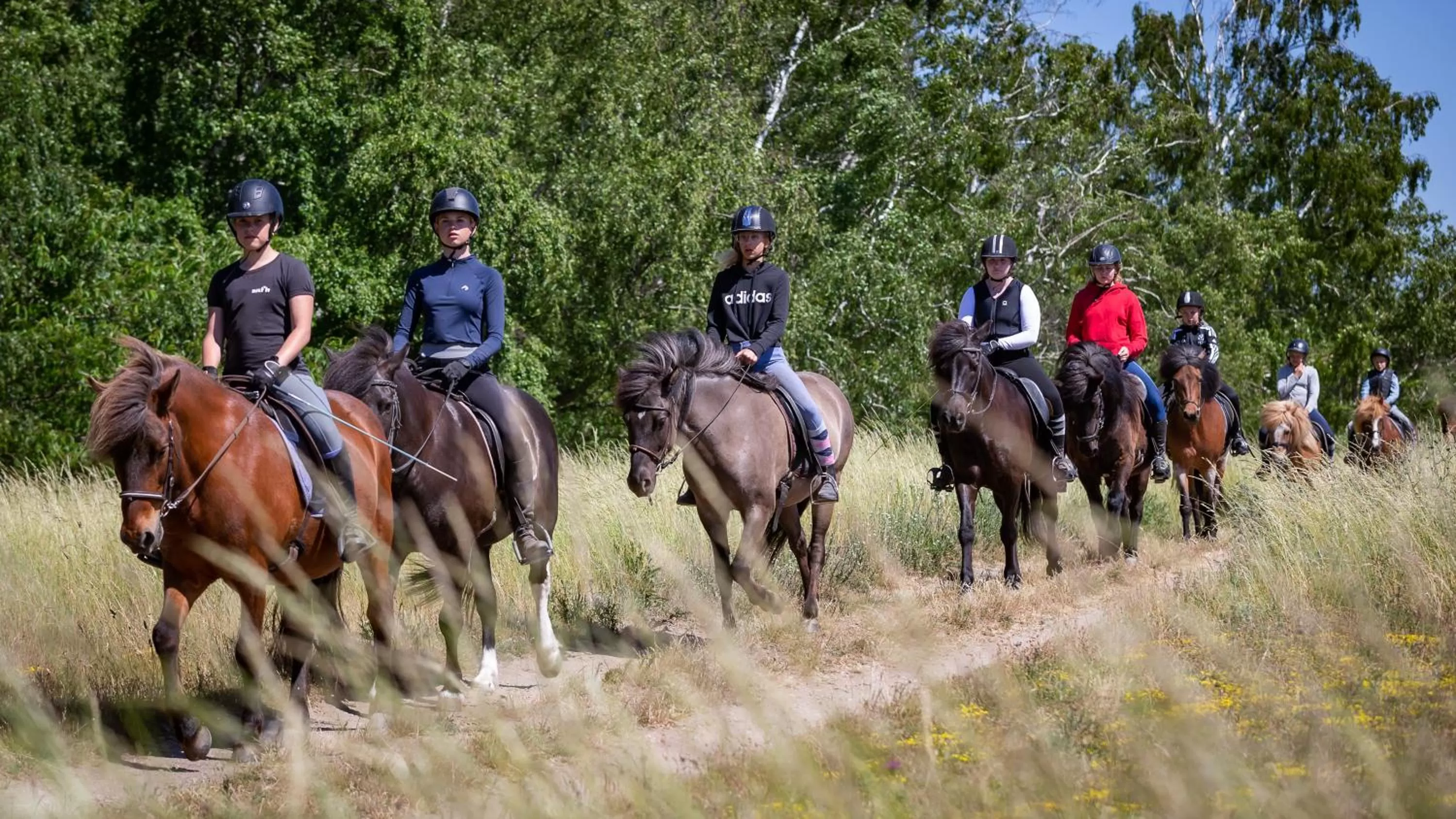 Horse-riding, Horseback Riding in Ölands Yoga Studio & Islandshästar, Stugor & Rum