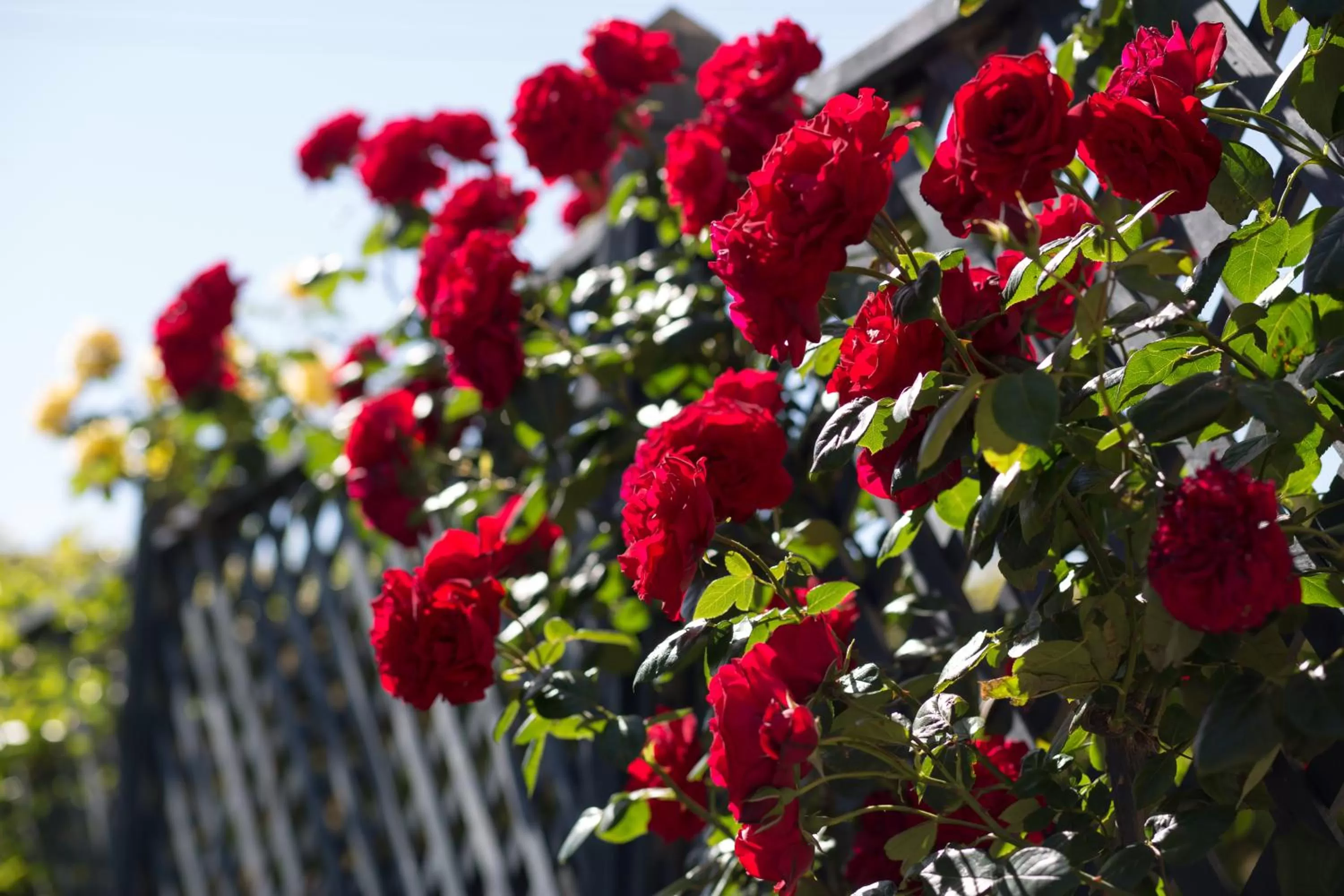 Garden in Willows Motel