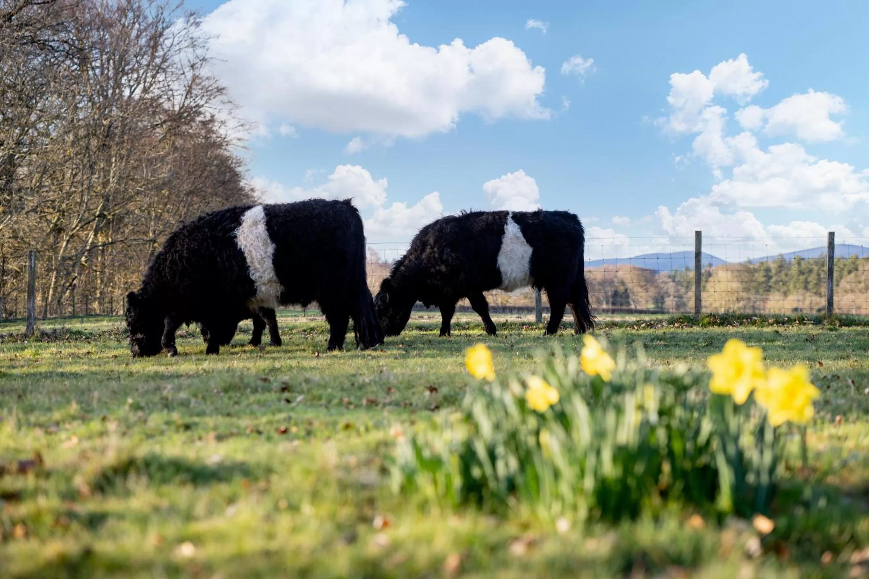 Activities, Other Animals in Nithbank Country Estate 5 Star GOLD