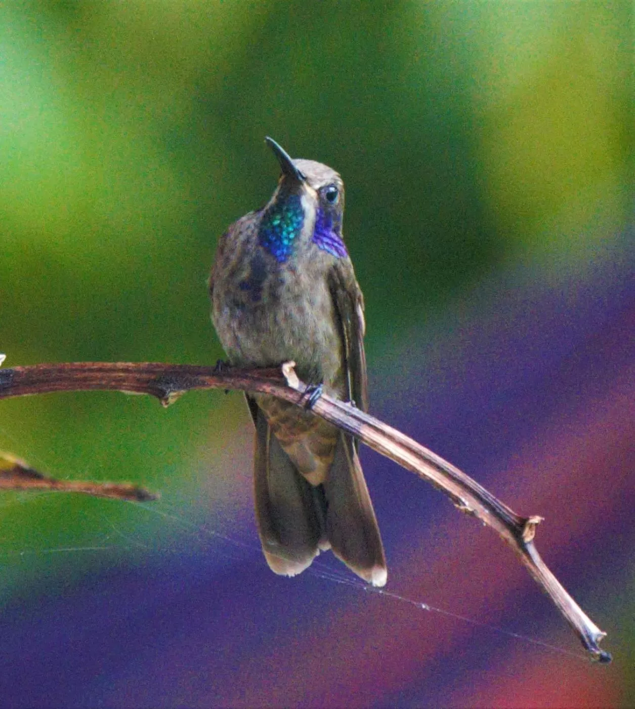 Animals in Villa Cristina - Casa Boutique