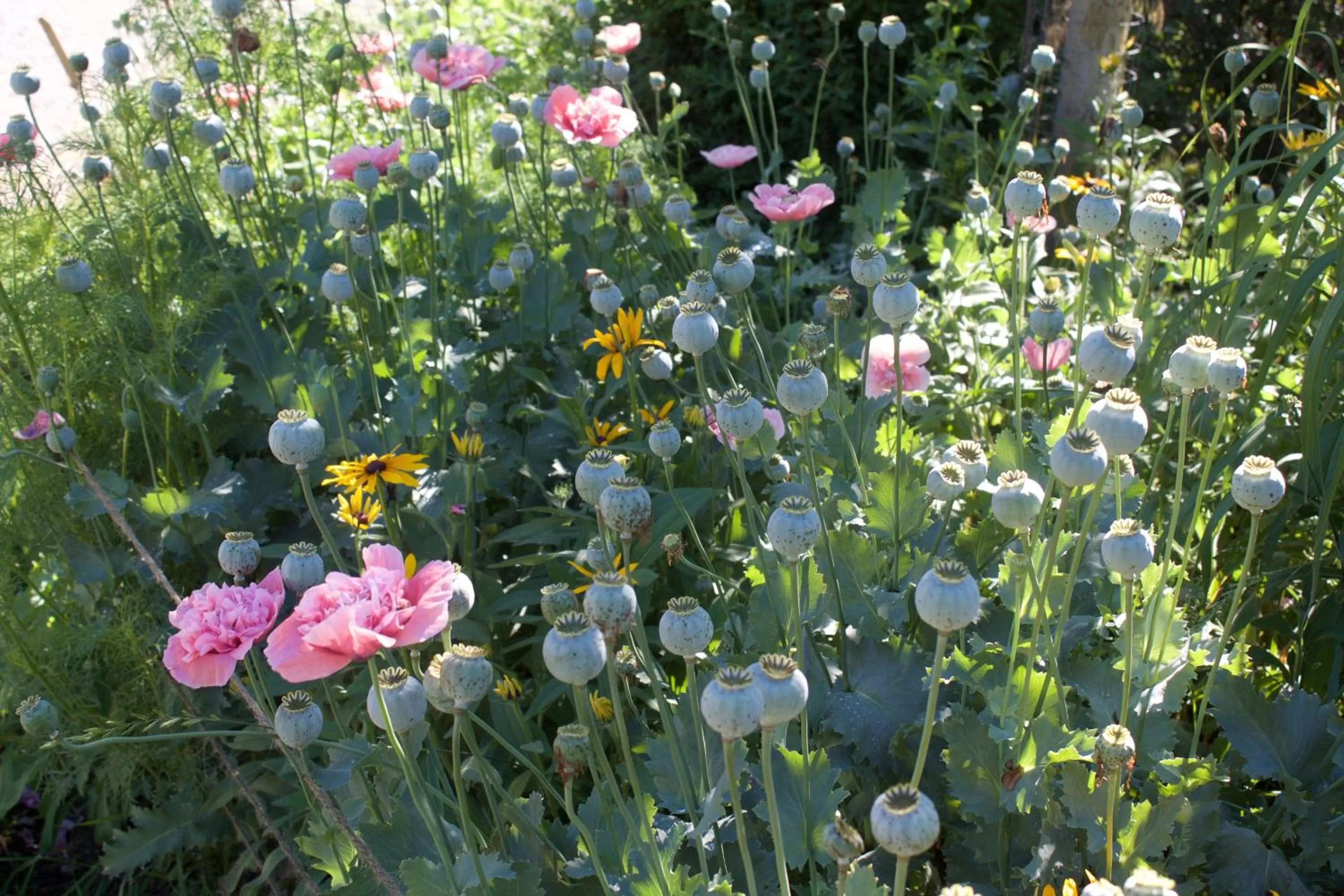 Garden in Windborne Bed & Breakfast