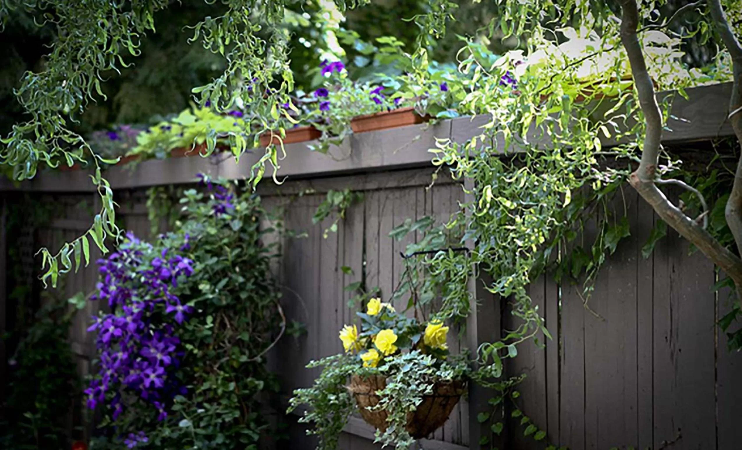 Garden in Morgan State House Inn