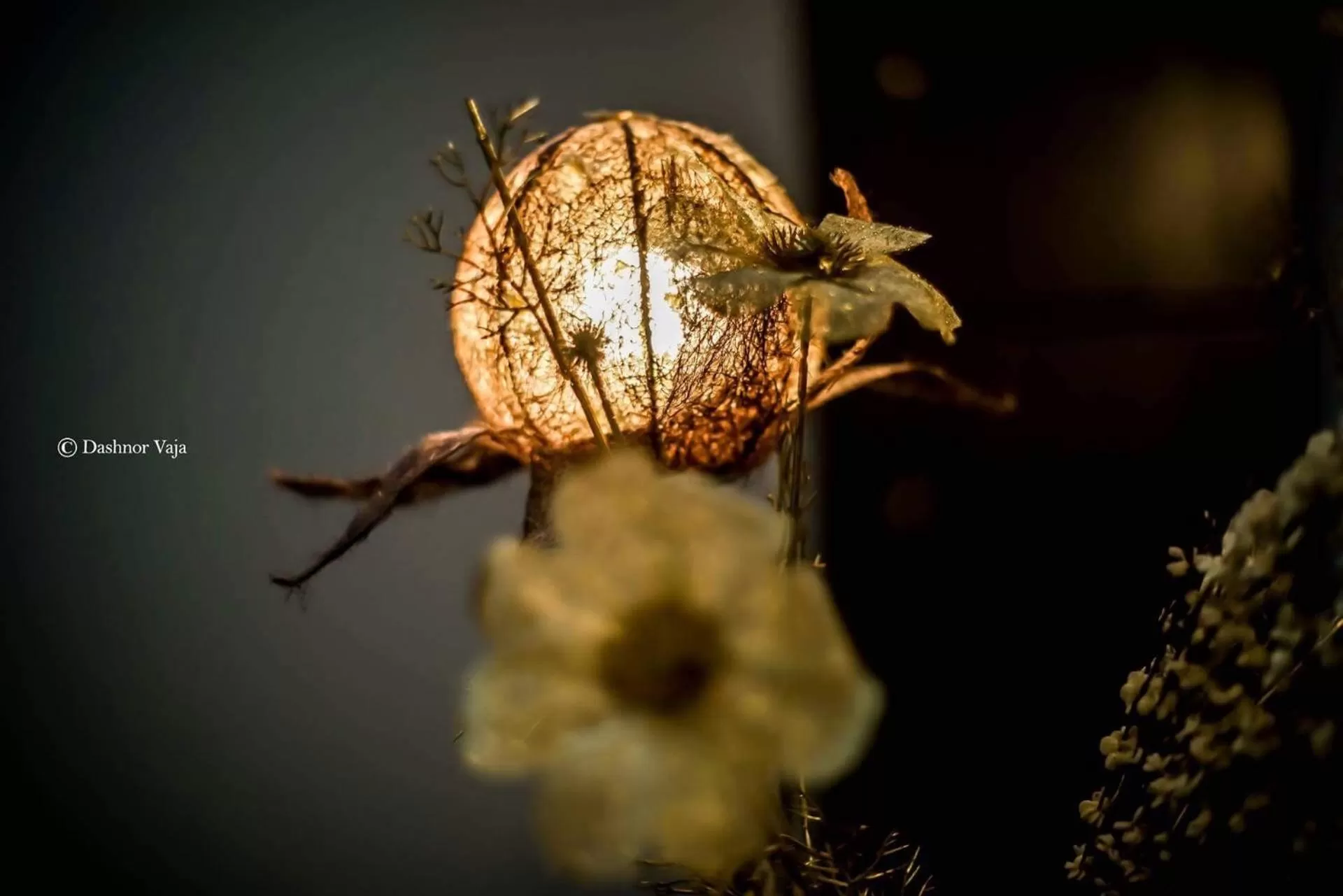 Other Animals in Real Scampis Hotel