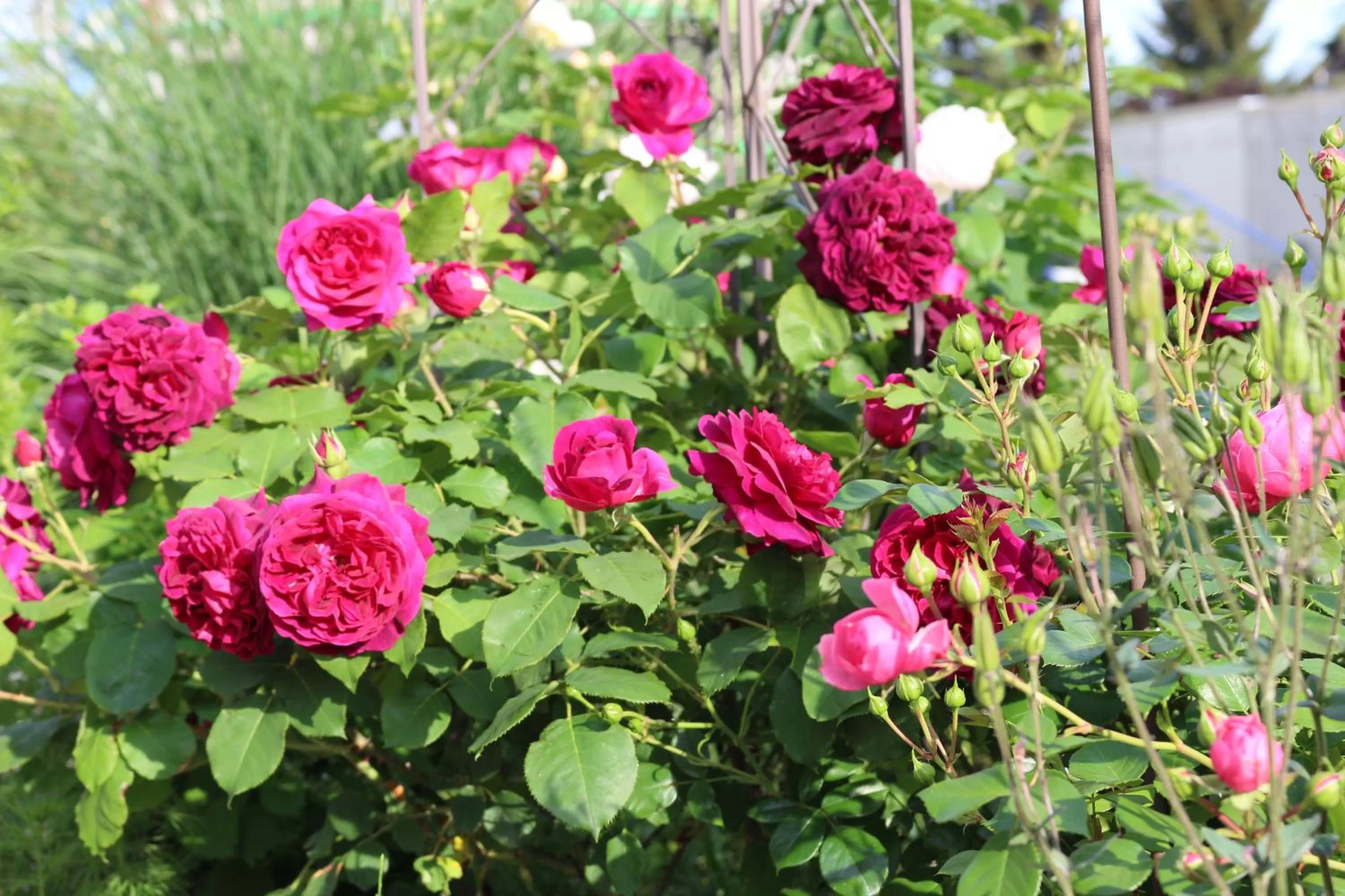 Natural landscape in Das Kornburg-Quartier