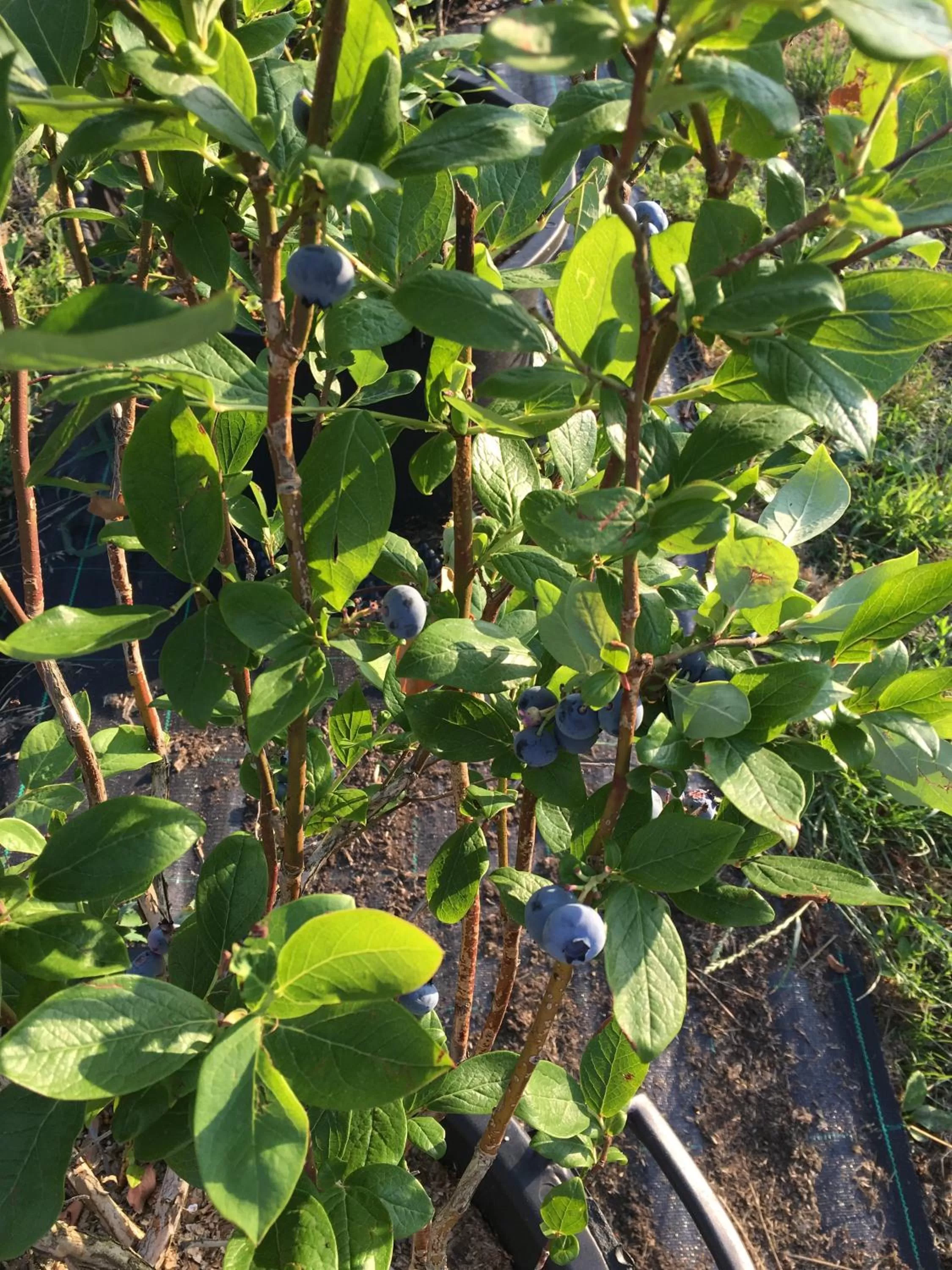 Food in Agritur Airone Bed & Camping