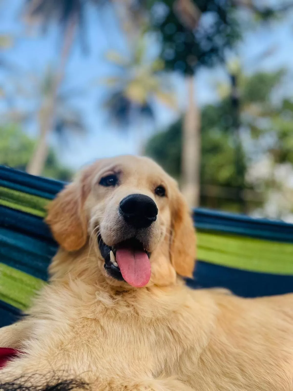 Pets in Commune18 Resort Chikmagalur