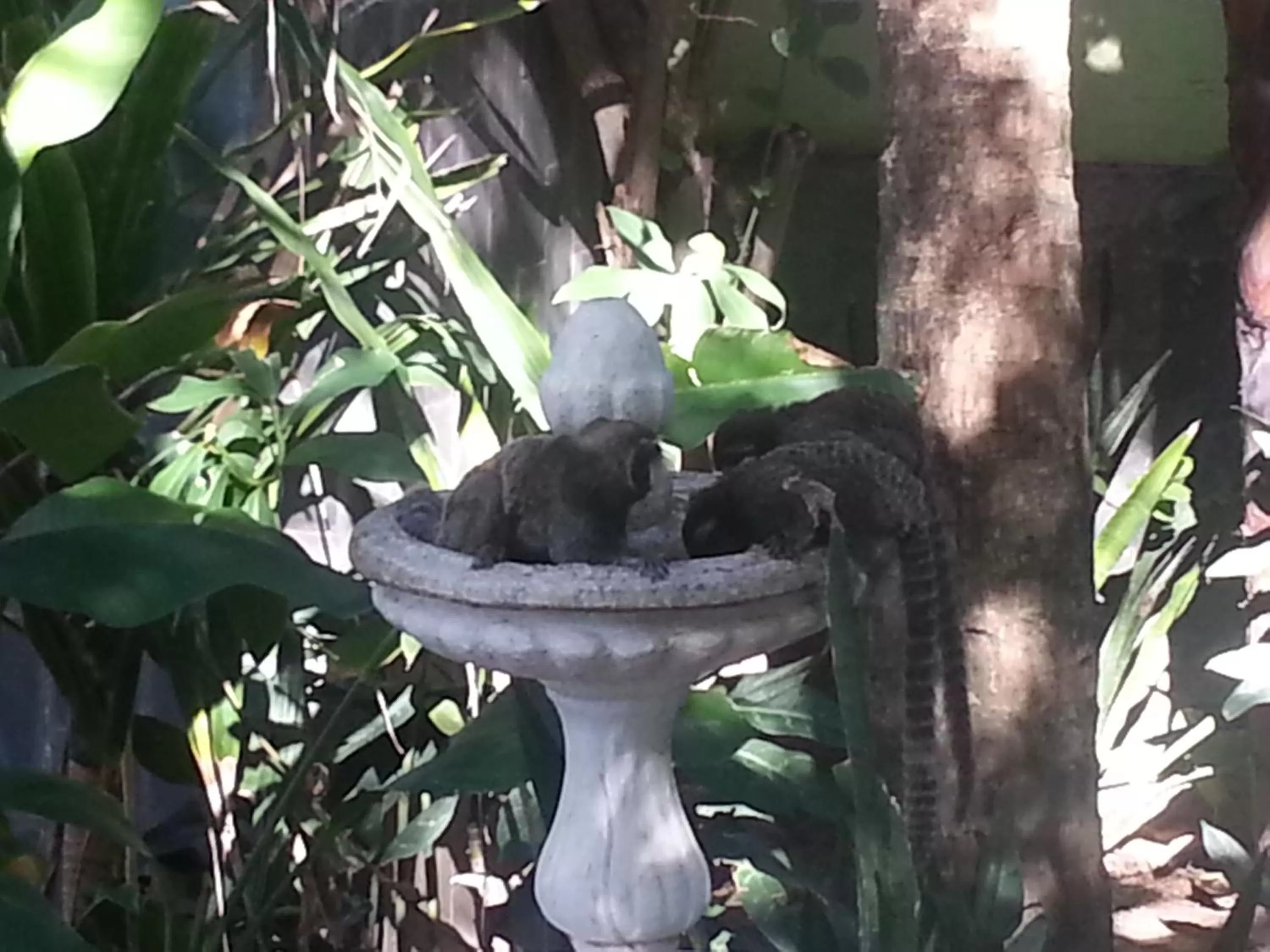 Day in Hotel Pousada Papaya Verde