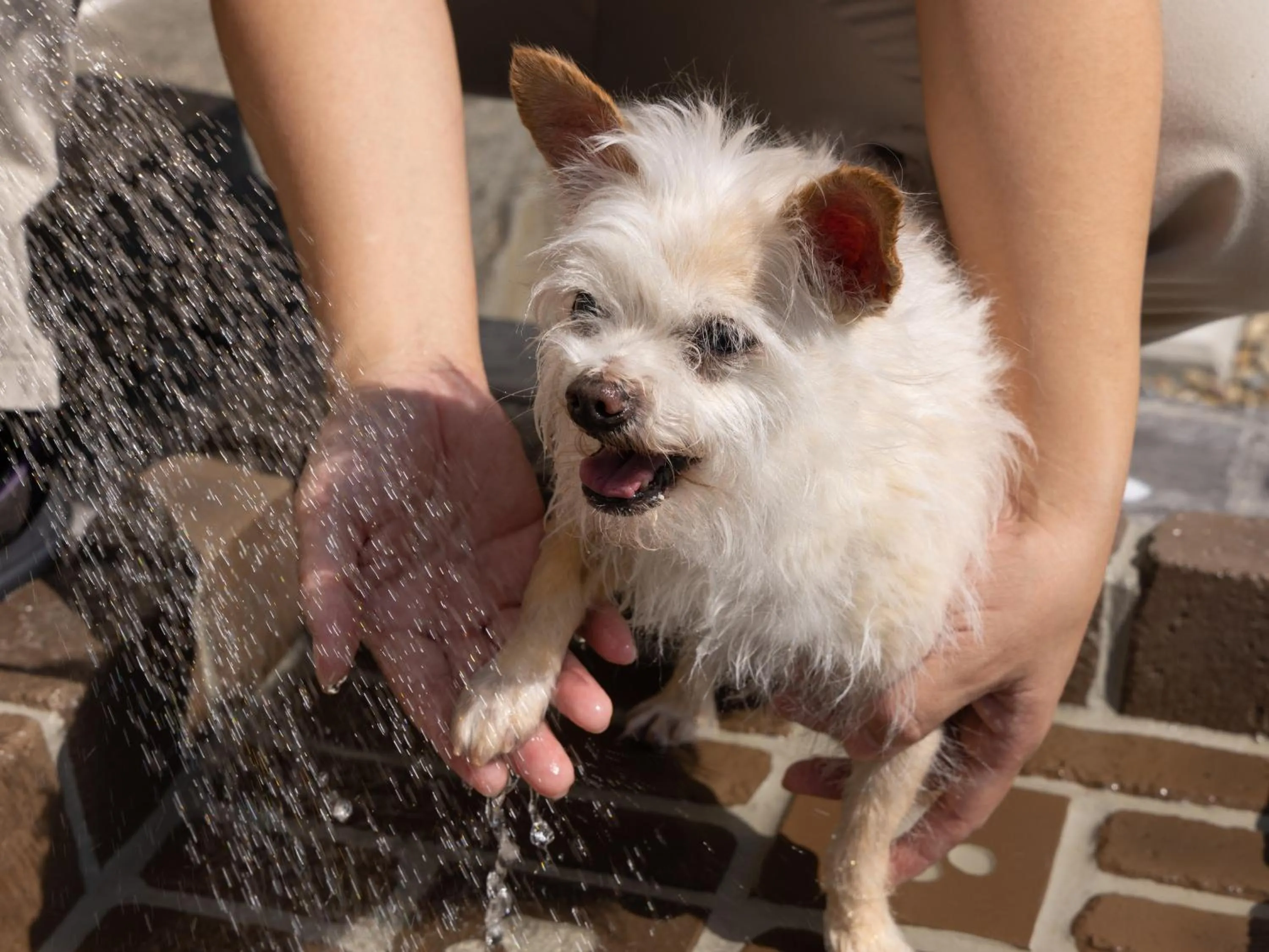 Animals in APA Hotel & Resort Joetsu Myoko