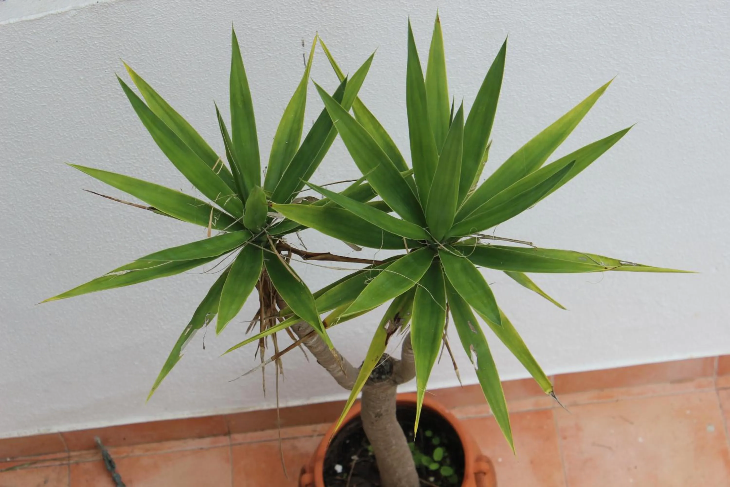 Garden in Ericeira Chill Hill Hostel & Private Rooms - Peach Garden