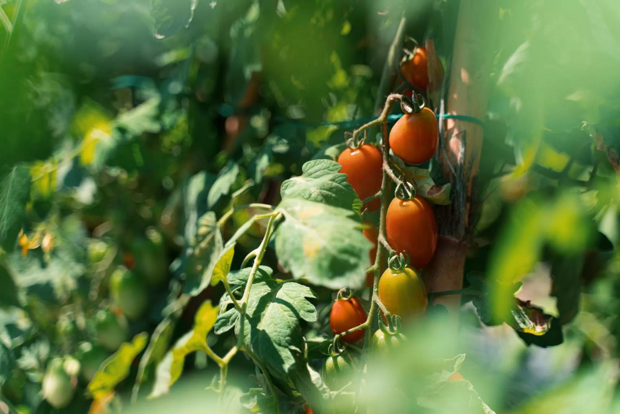 Garden in B&B Il Giardino di Gabri