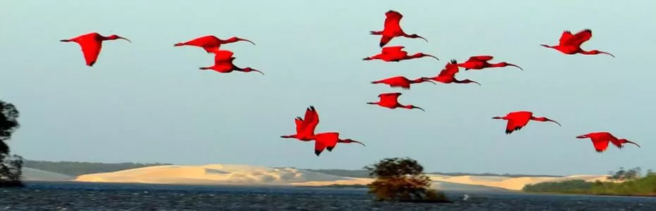 Animals, Other Animals in Pousada Vila do Carmo