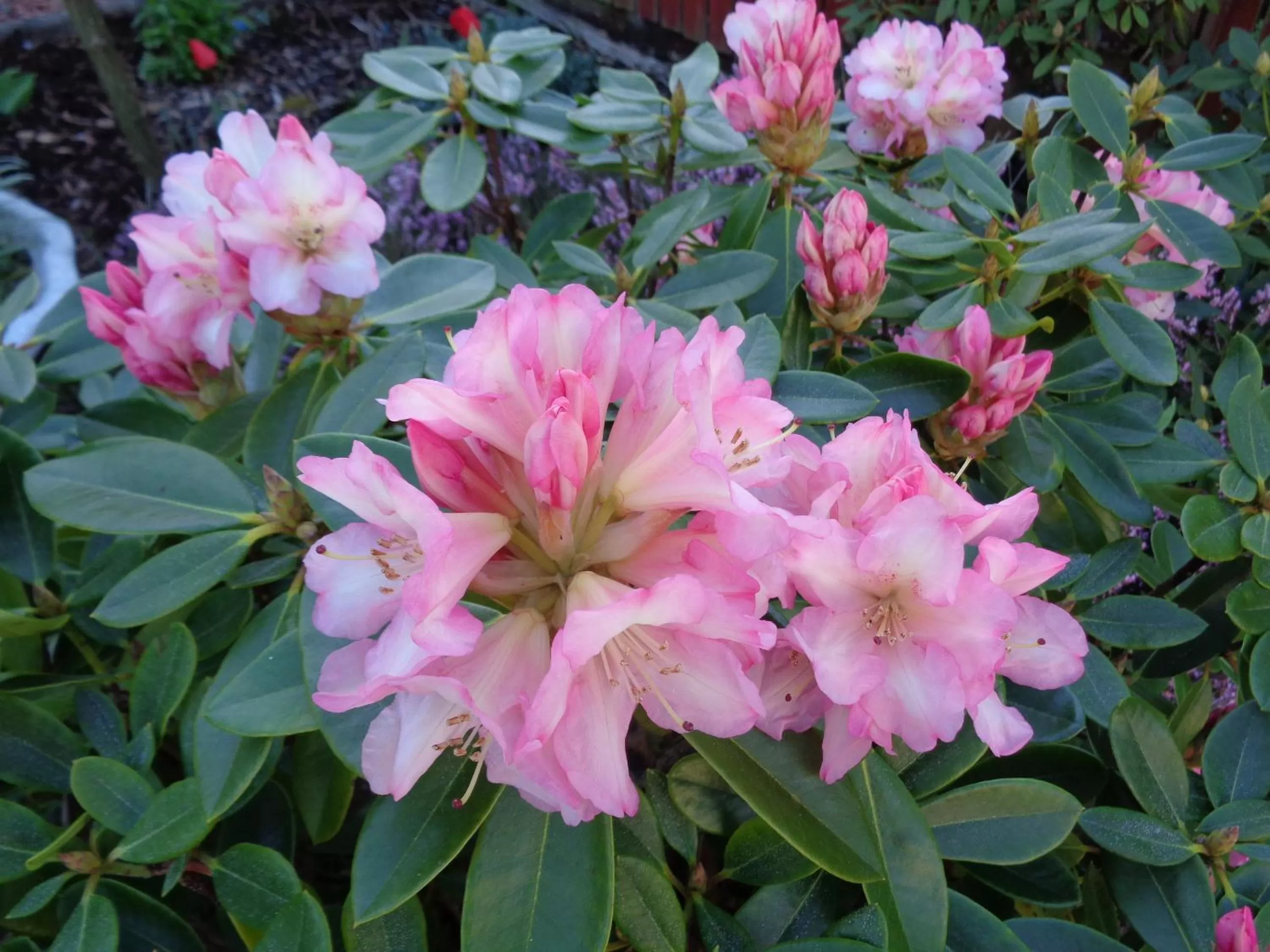 Day in Glenfern Guest House and a separate Cottage with its own private hot tub