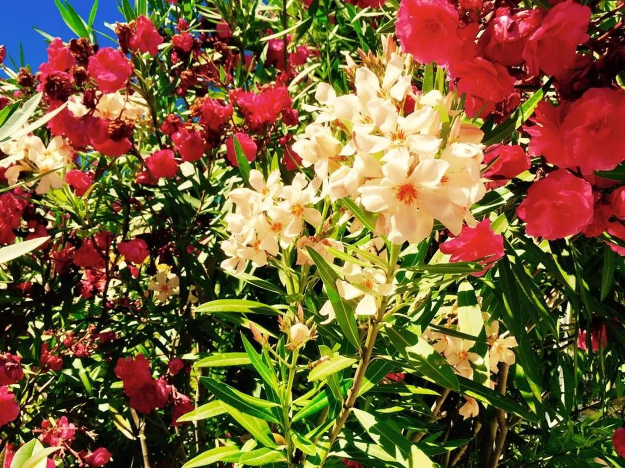 Garden view in Domaine de l'Aufrene