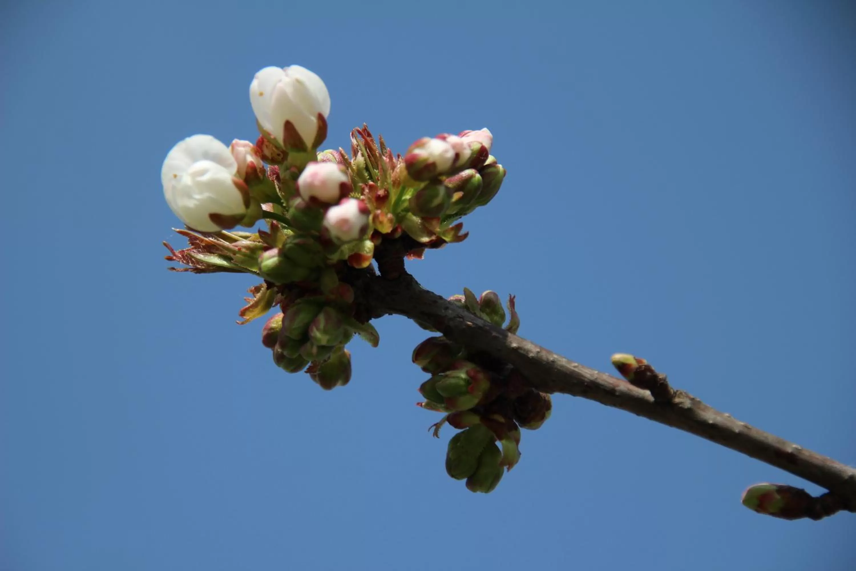 Garden, Other Animals in B&B Villa Branca Barreiros AL98139