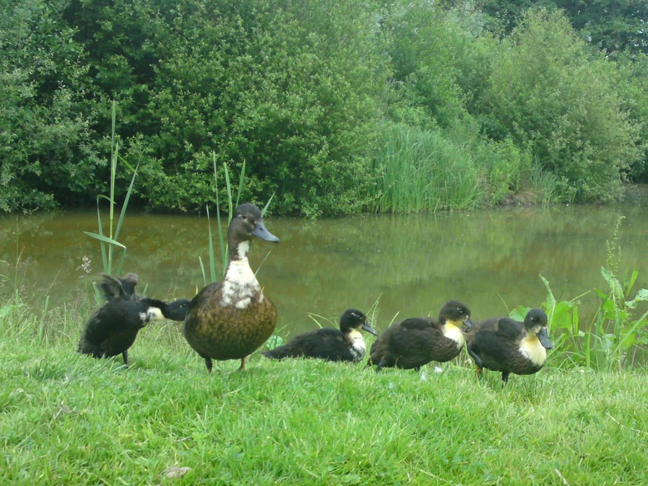 Garden in Donnington Grove Hotel & Golf Club
