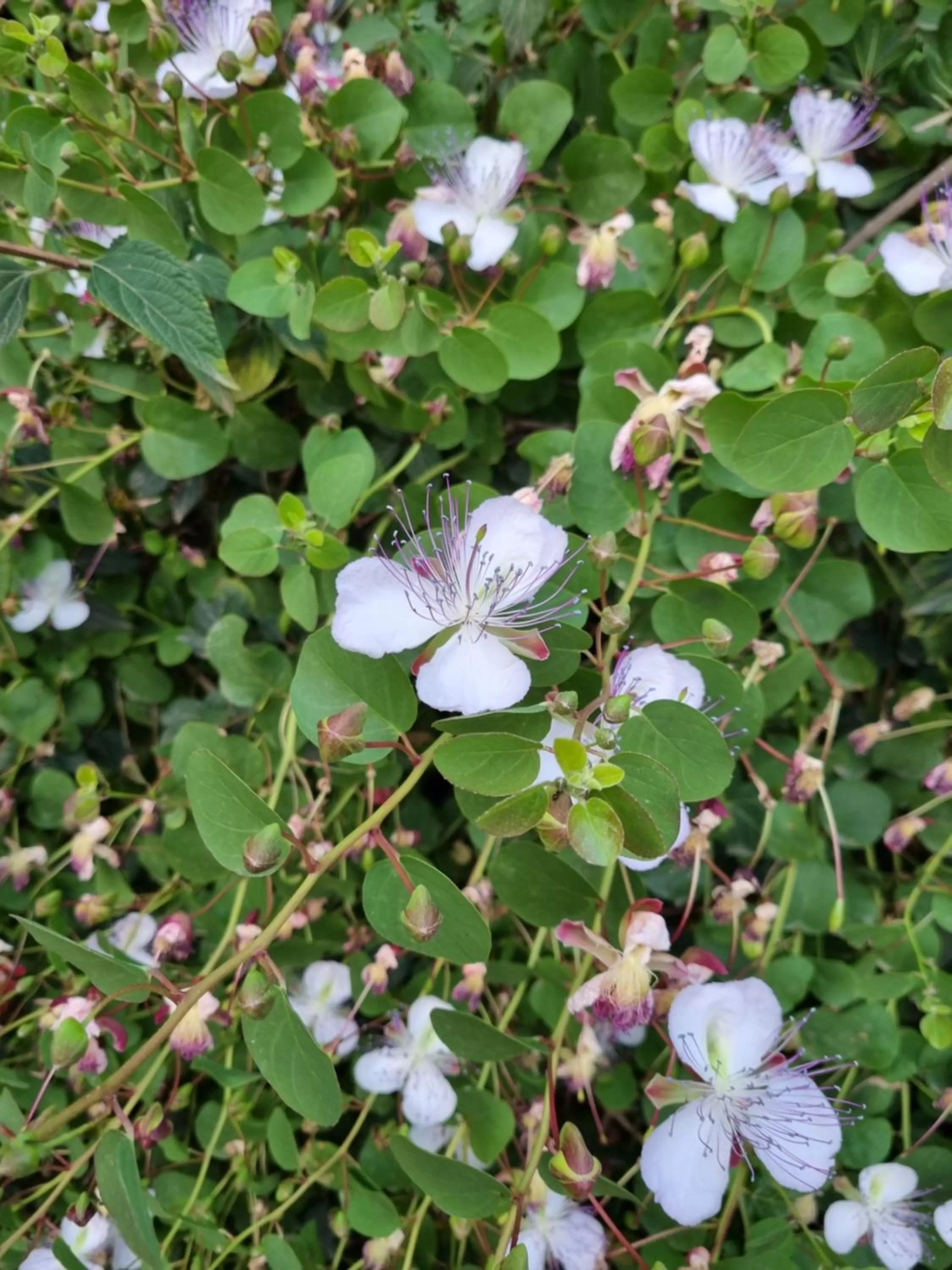 Other Animals in Villa Sul Molo tra Siracusa e Catania