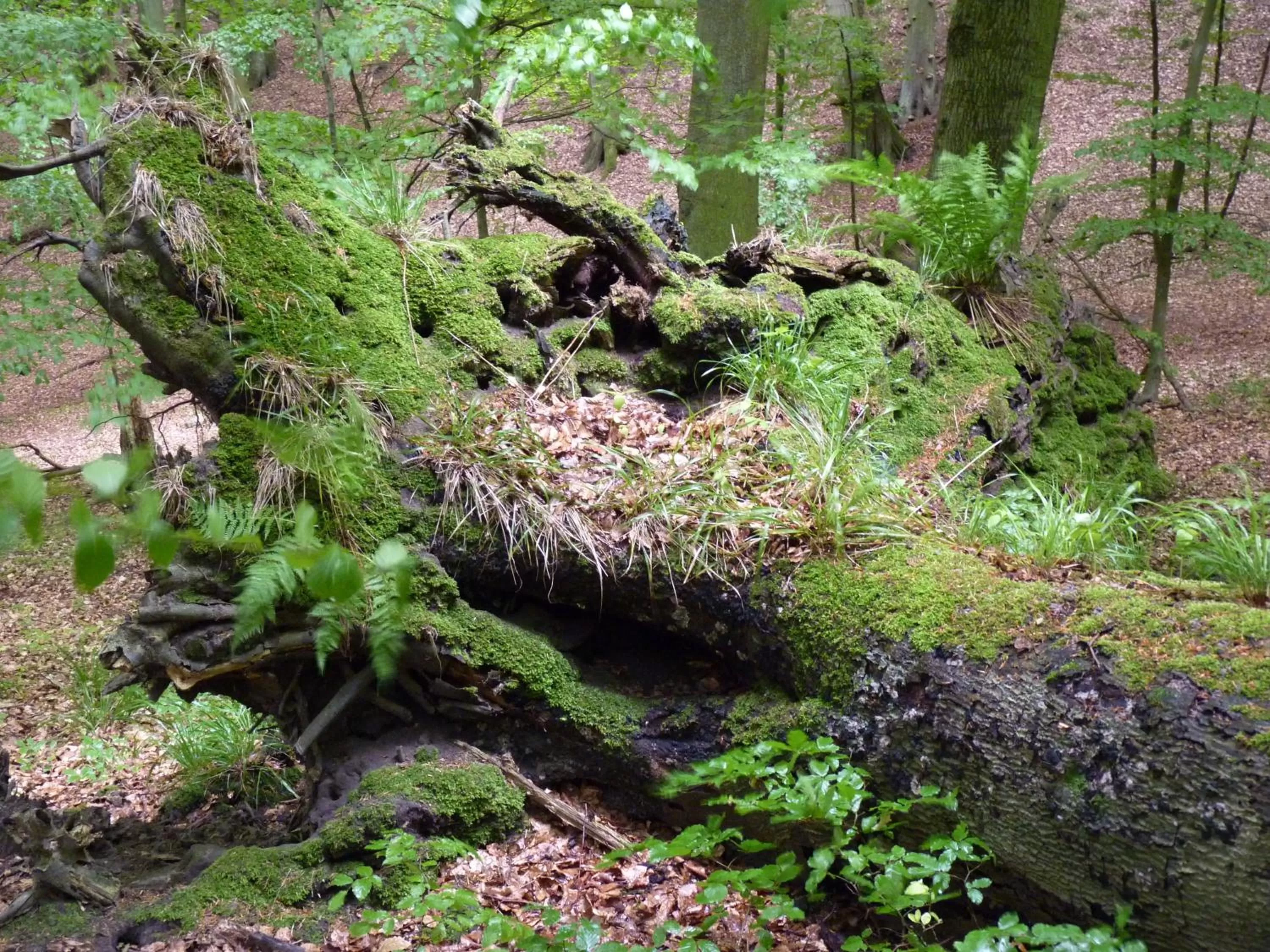 Natural landscape in Hotel Am Markt