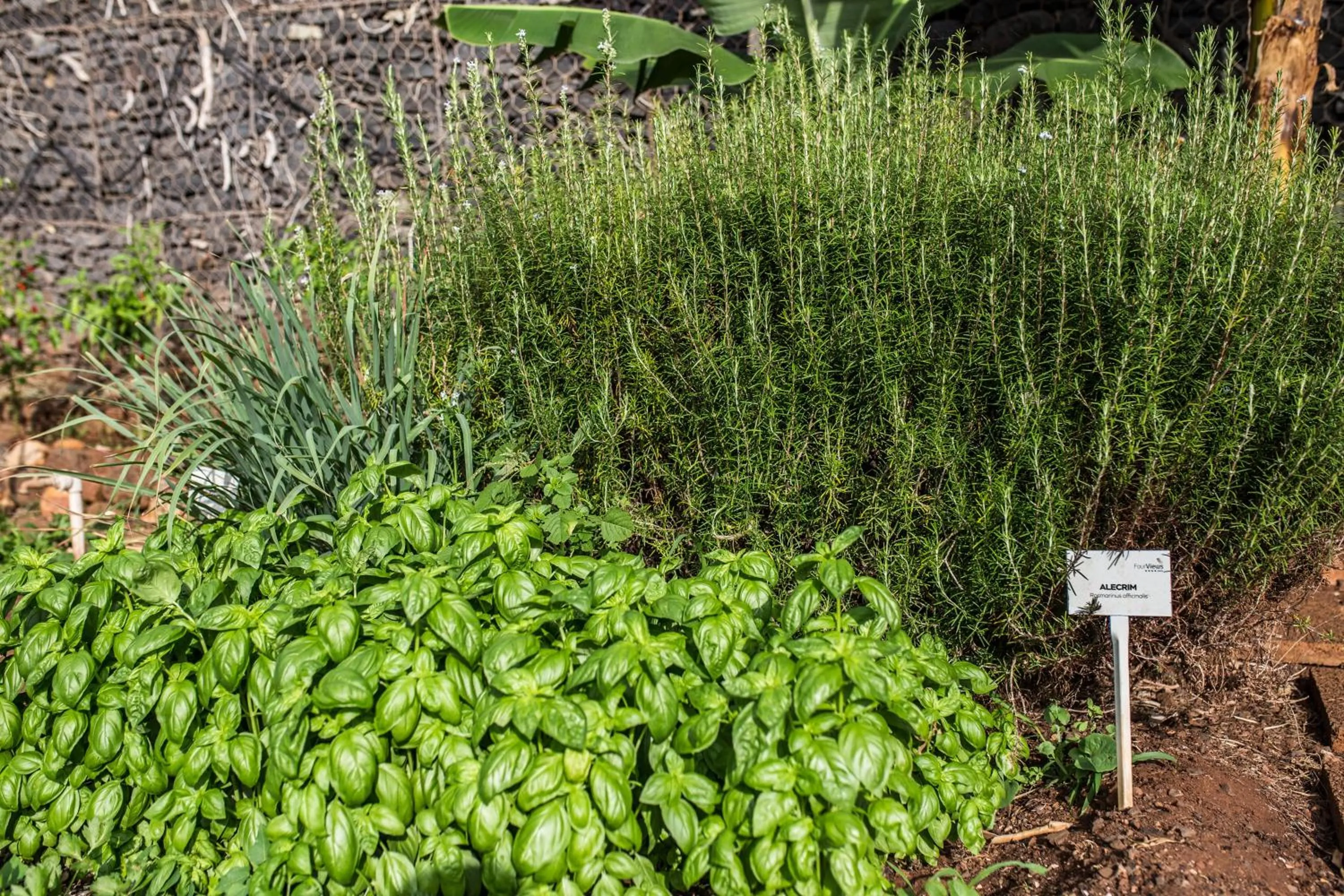 Garden in The Views Oasis