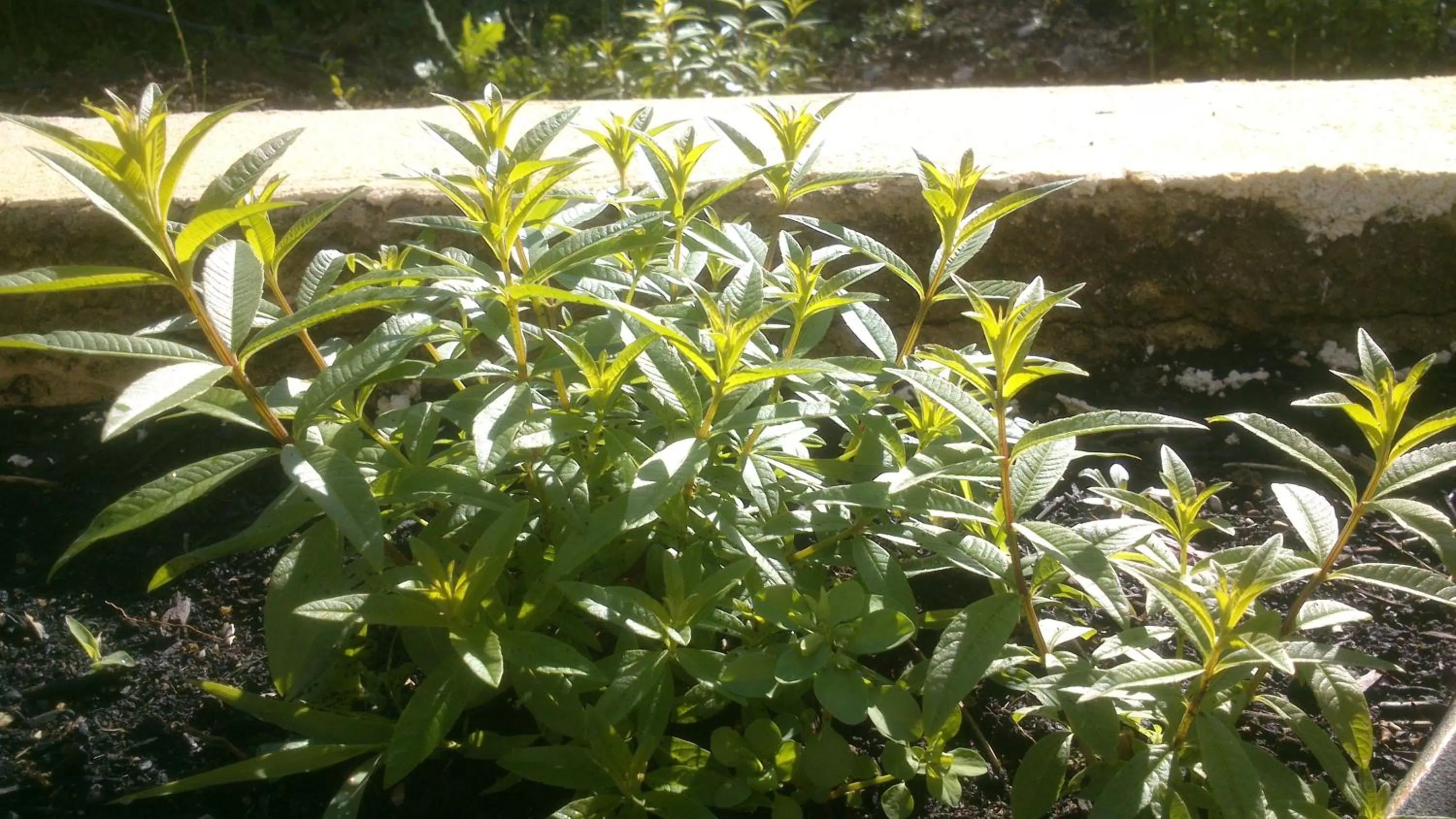 Garden in Les Verveines de Vaison