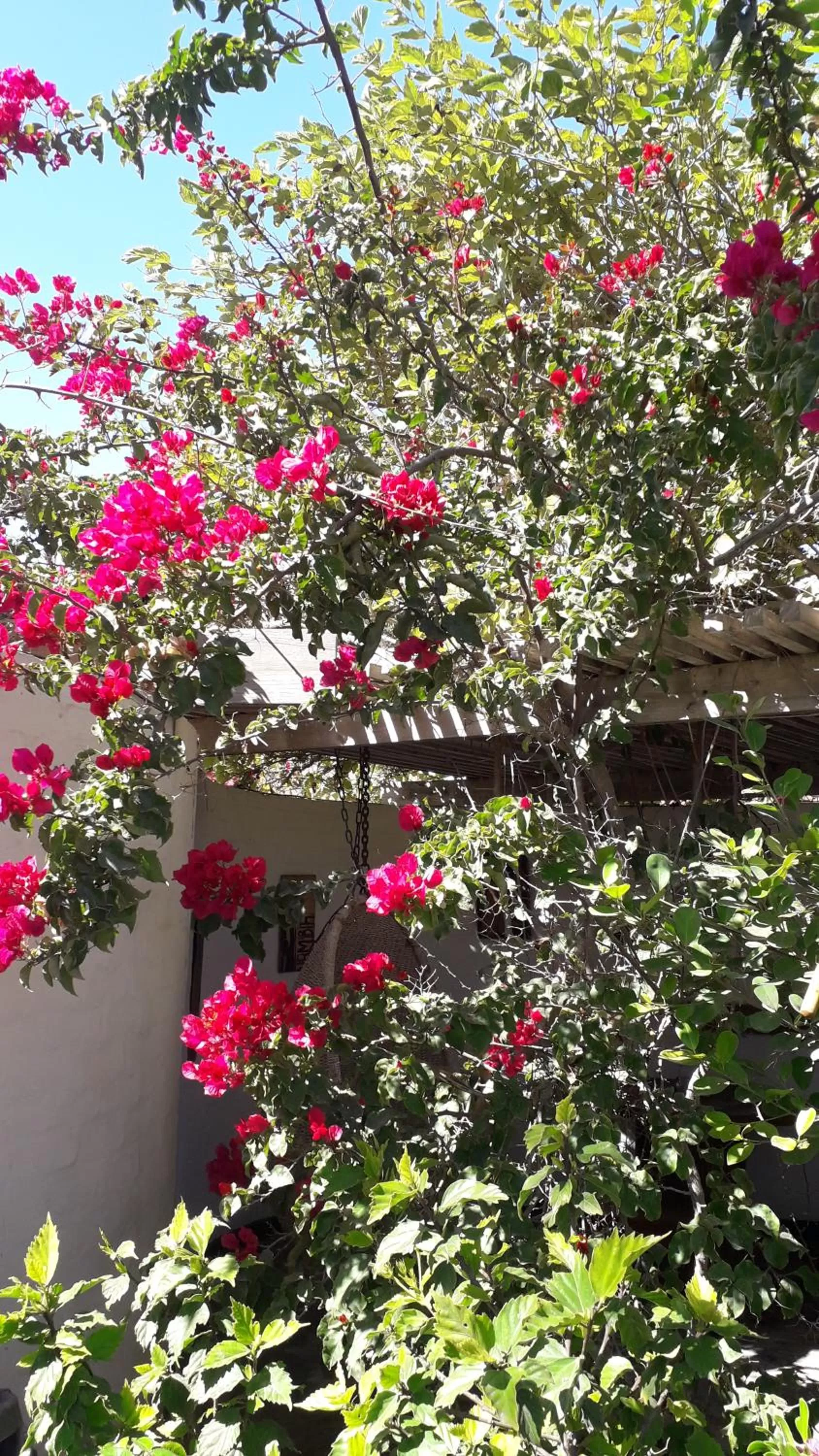 Garden in Alternative Space B & B