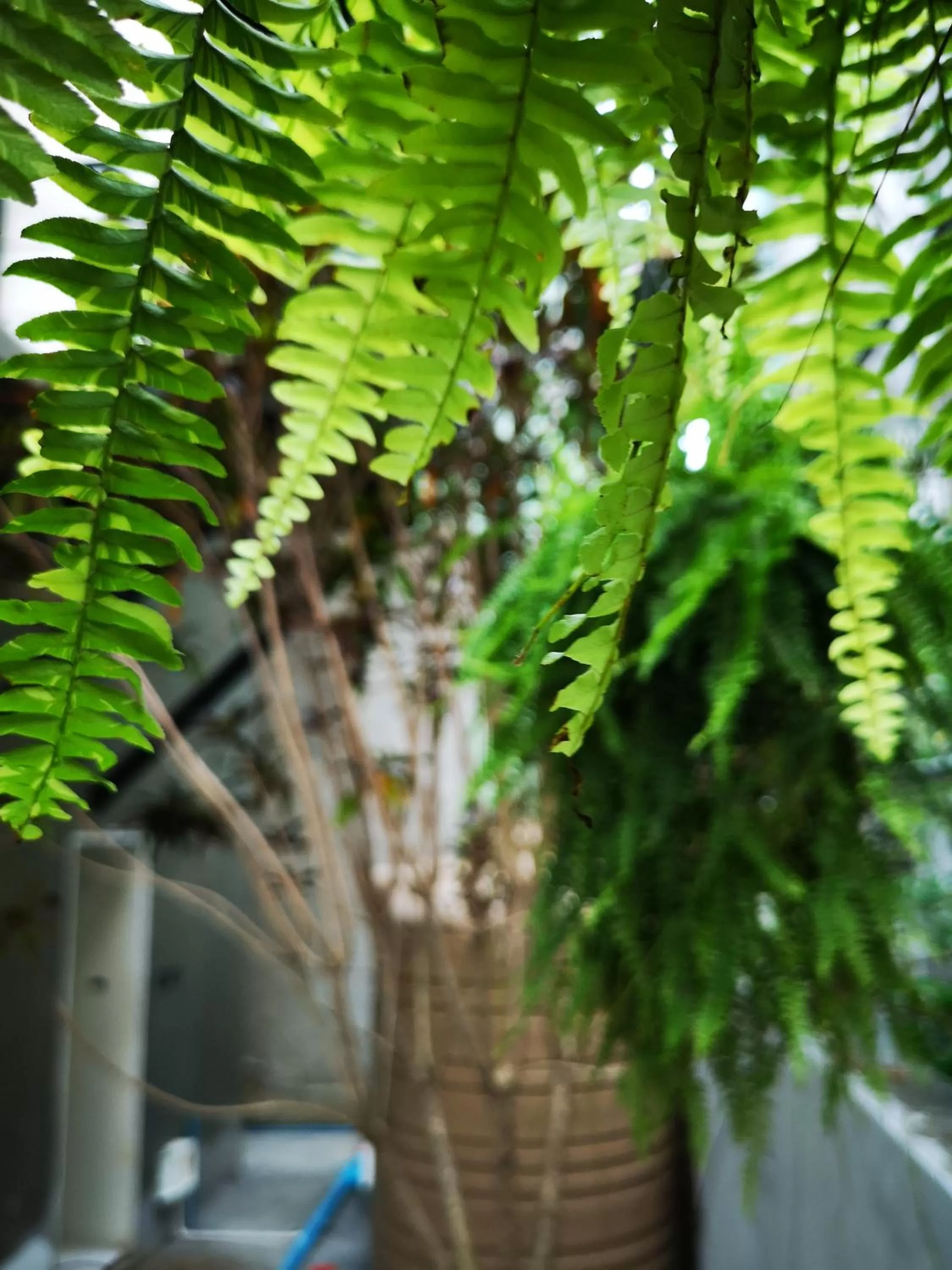 Get GuestHouse 2 ( Sangsri soi 4)