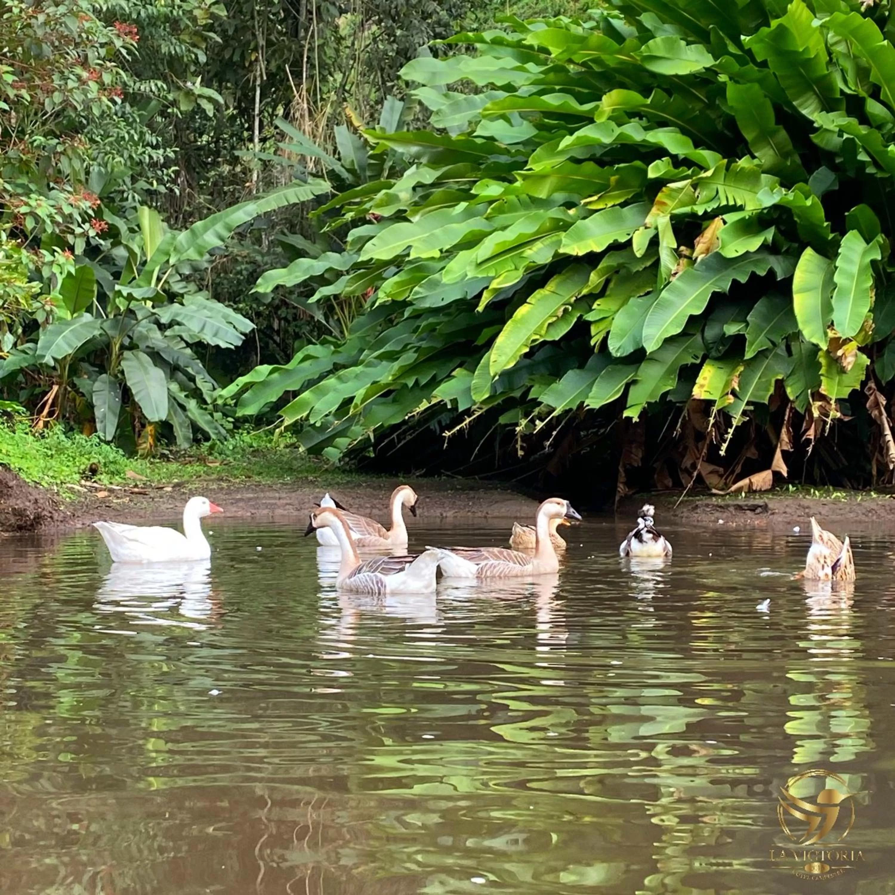 River view in La Victoria Hotel Campestre