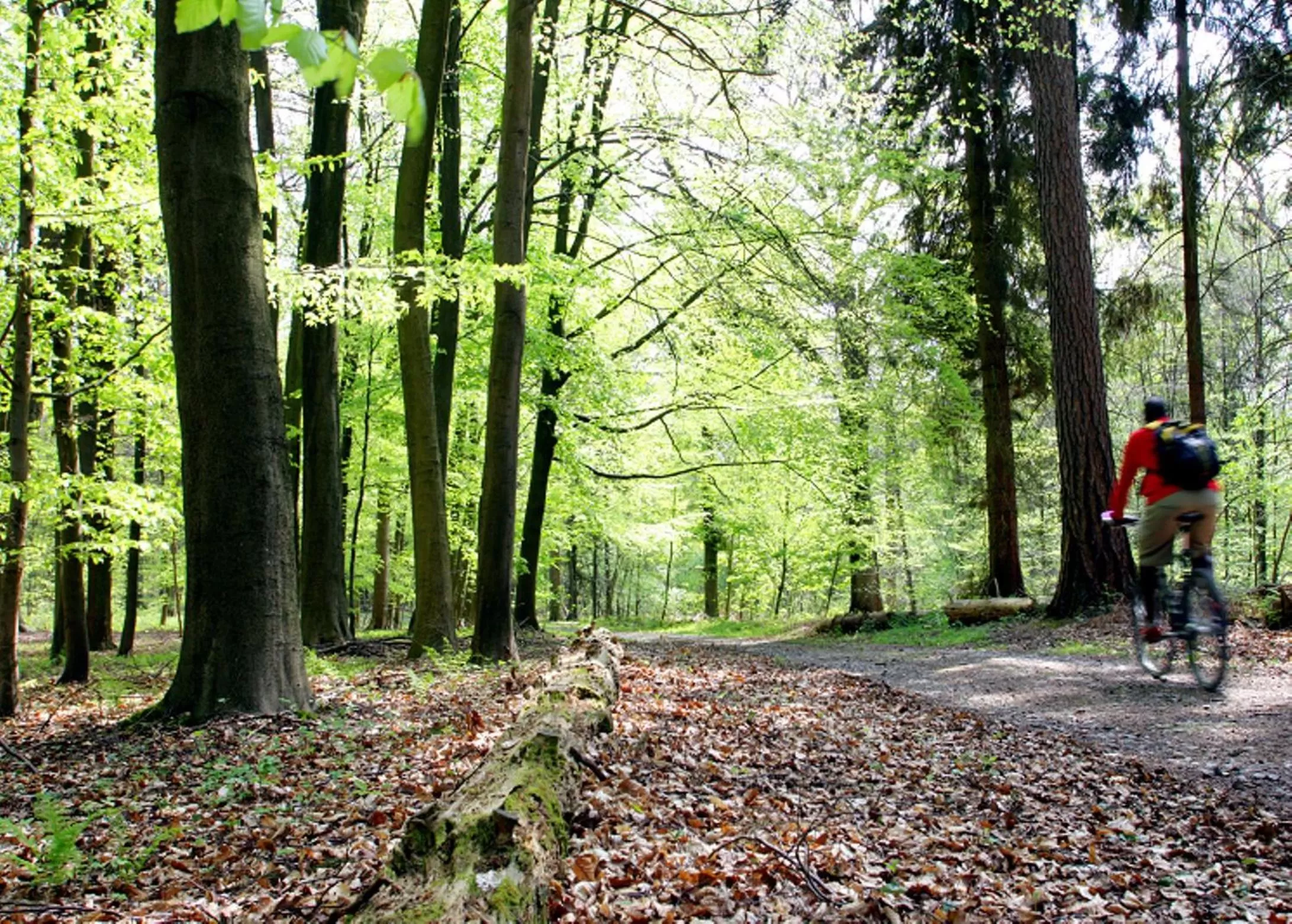 Natural landscape in Hotel Dolce La Hulpe Brussels