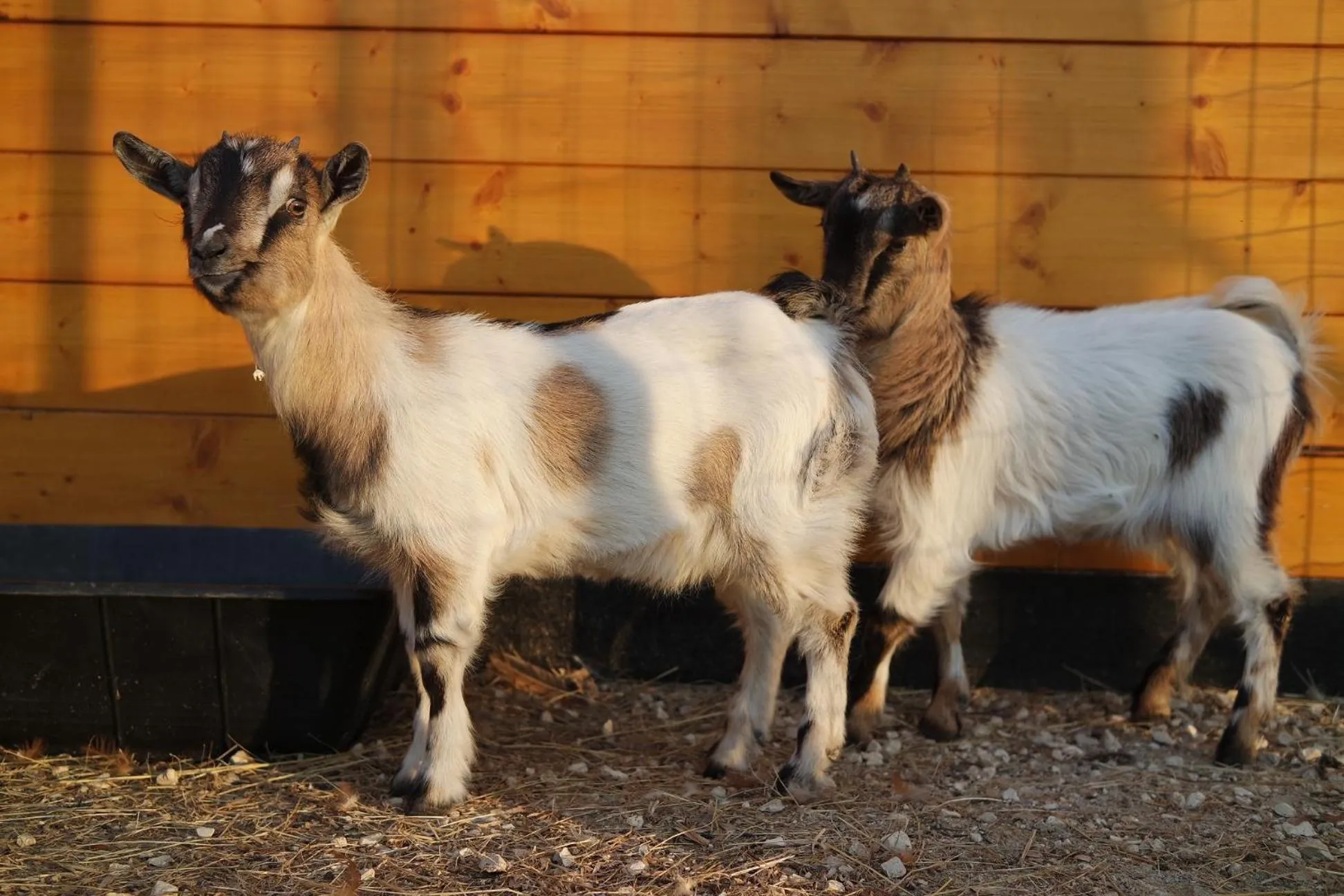 Animals in Fracanzana Hotel