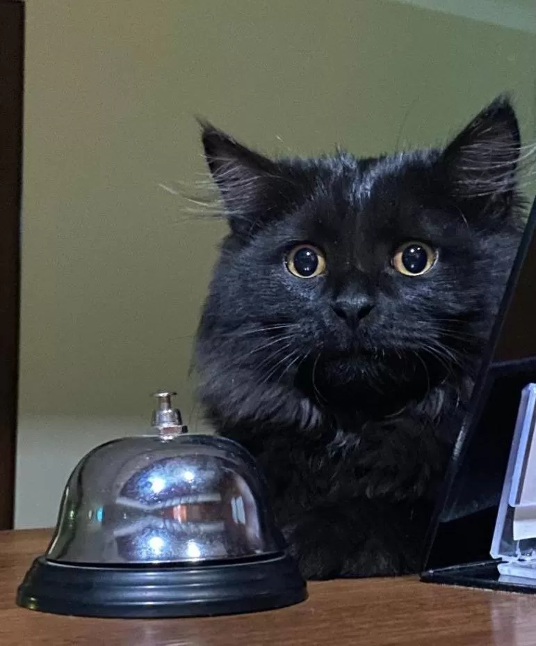 Pets in VOYAGE HOTEL