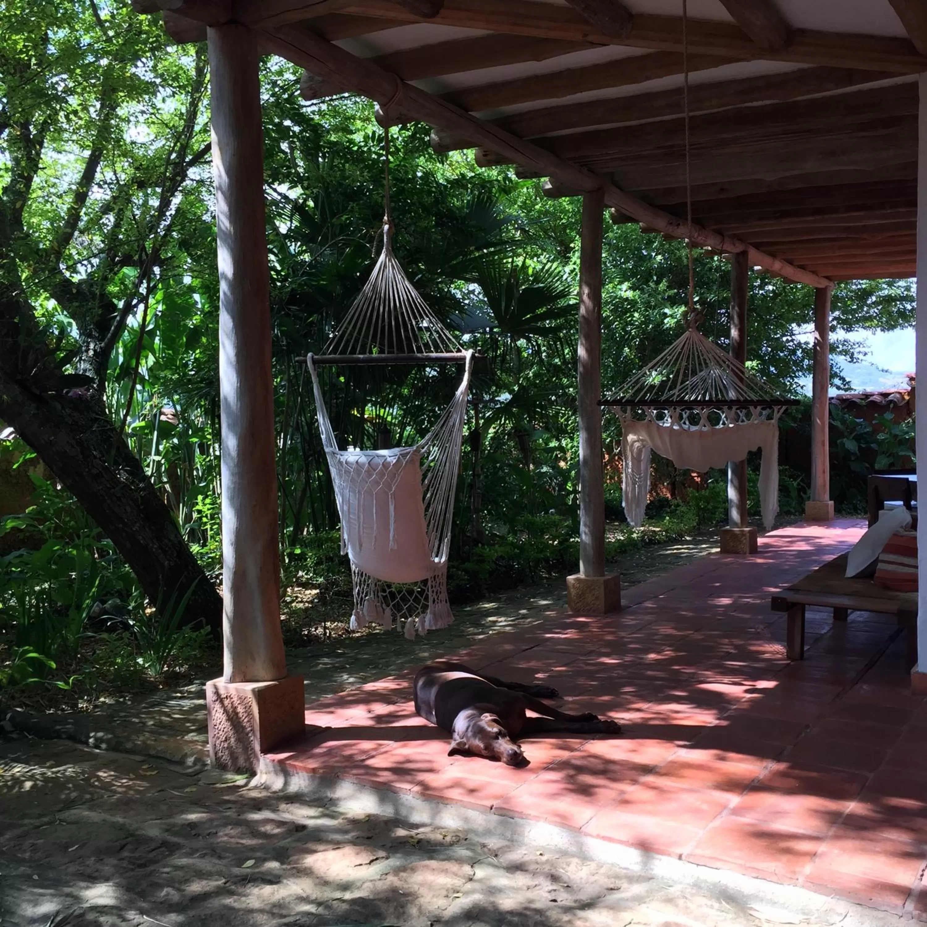 Pets in Achiotte by Masaya Collection