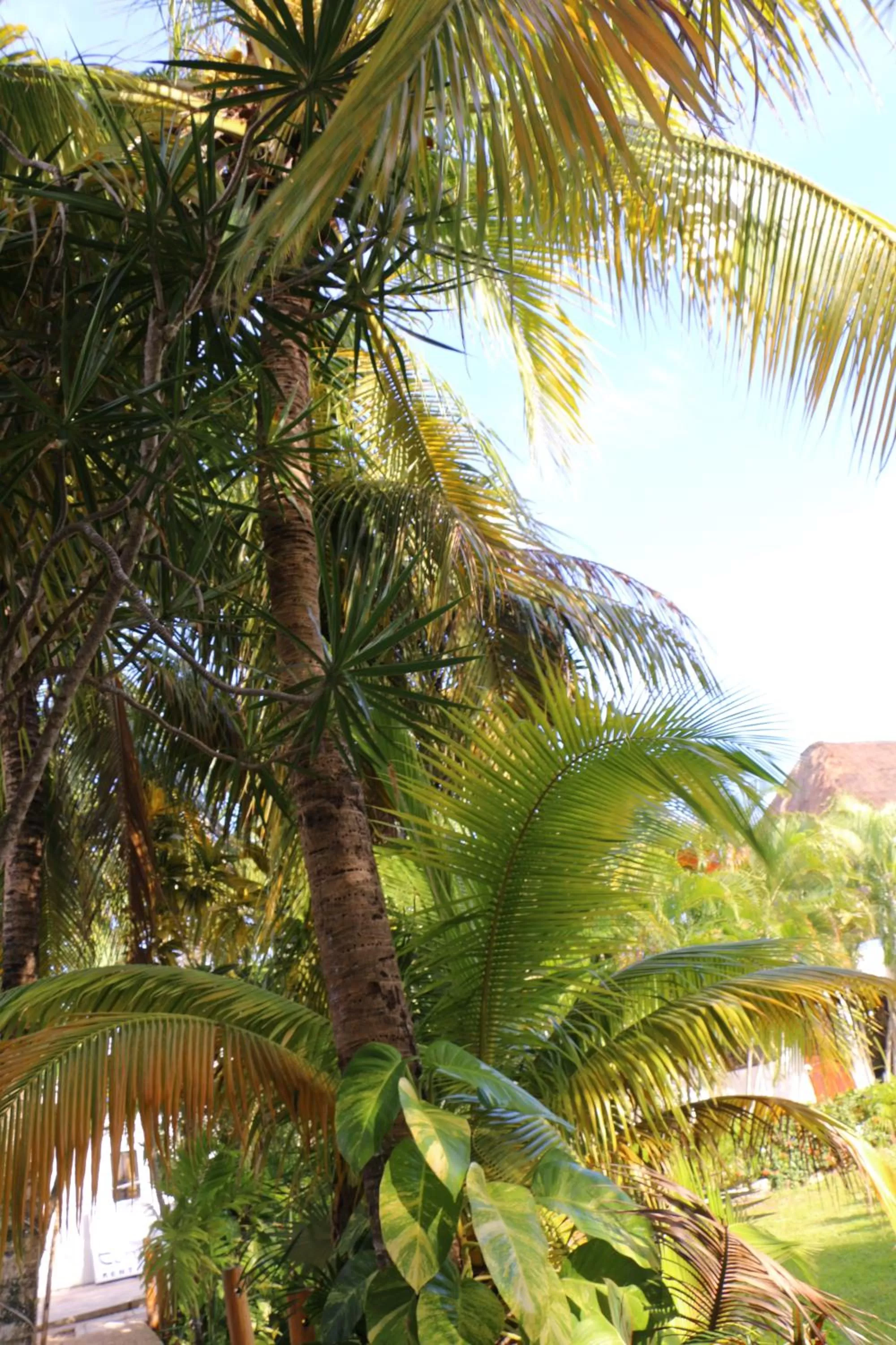 Natural landscape in WishTulum
