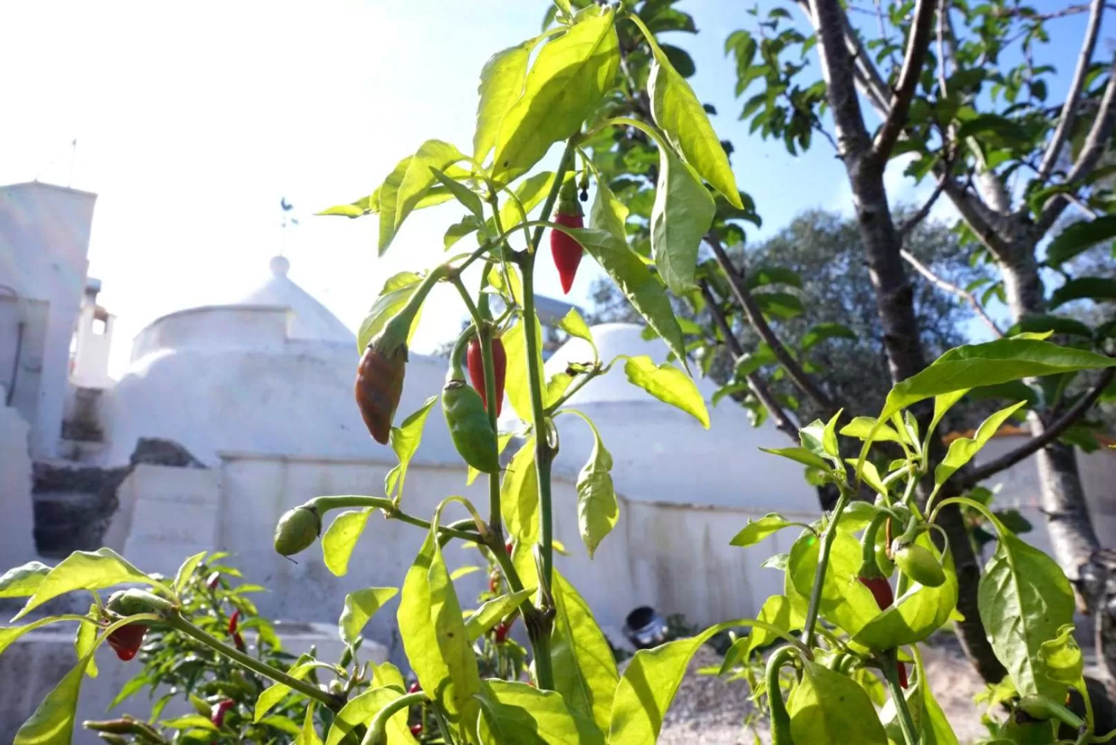 Garden in TRULLO CARMEN
