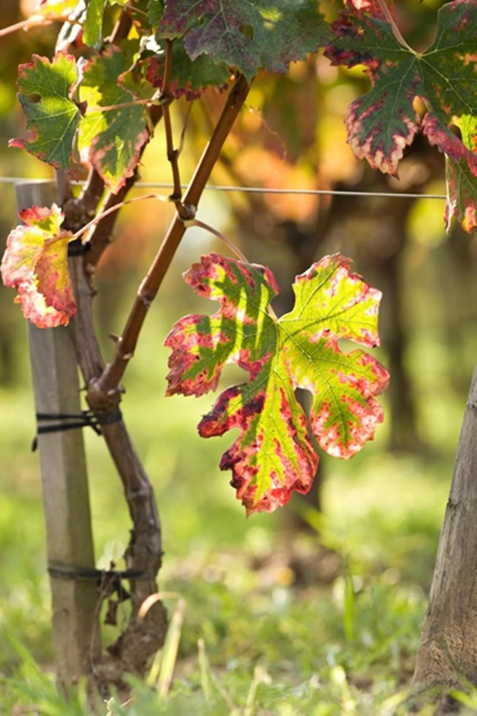 Garden in Hôtel de Pavie