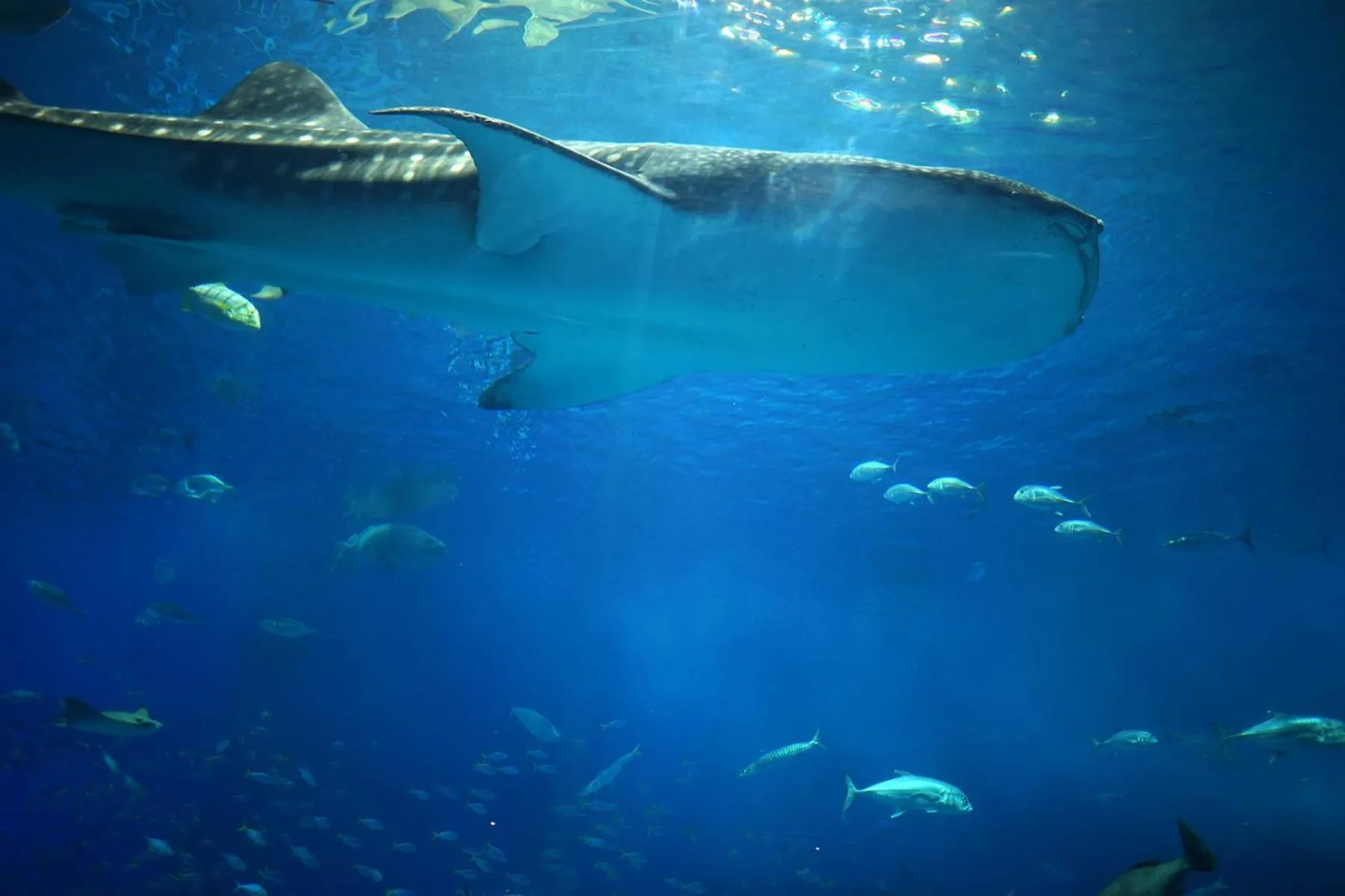 Aqua park in Hotel Cocktail Stay Naha